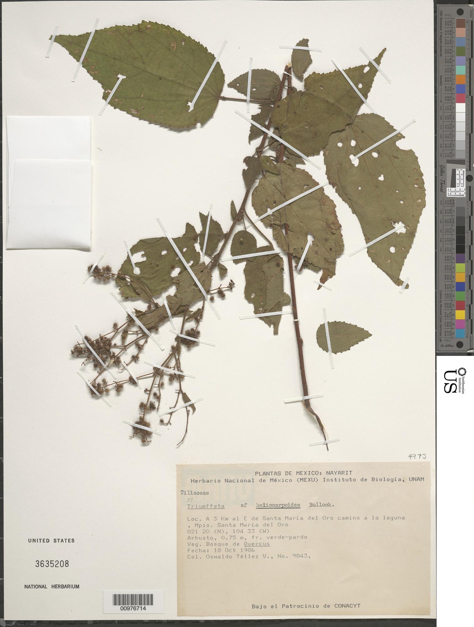 Triumfetta heliocarpoides