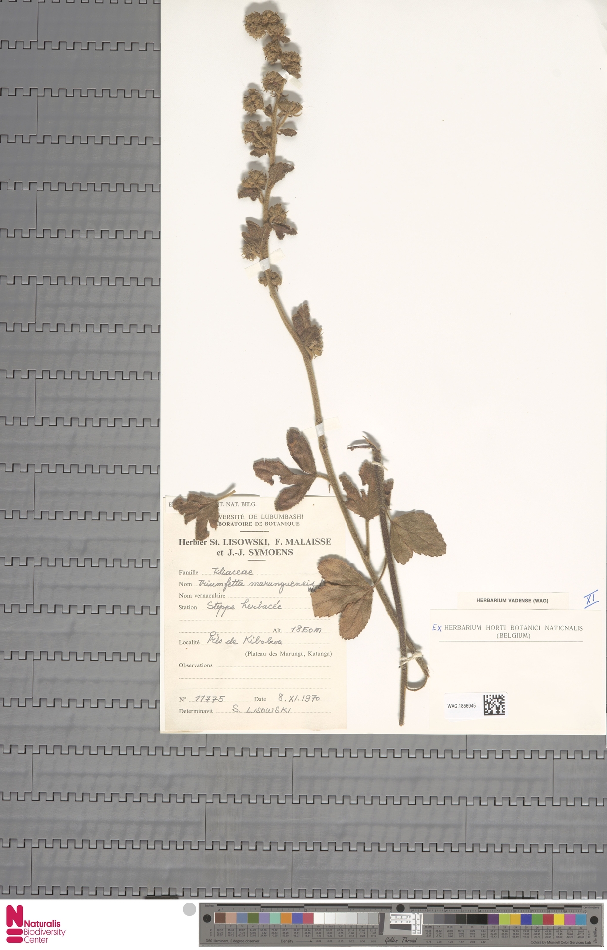 Triumfetta marunguensis