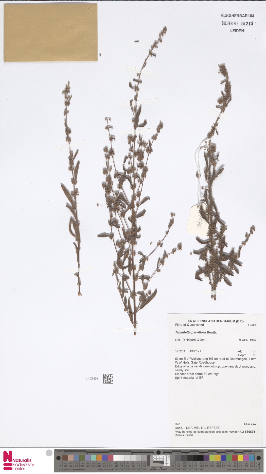 Triumfetta parviflora
