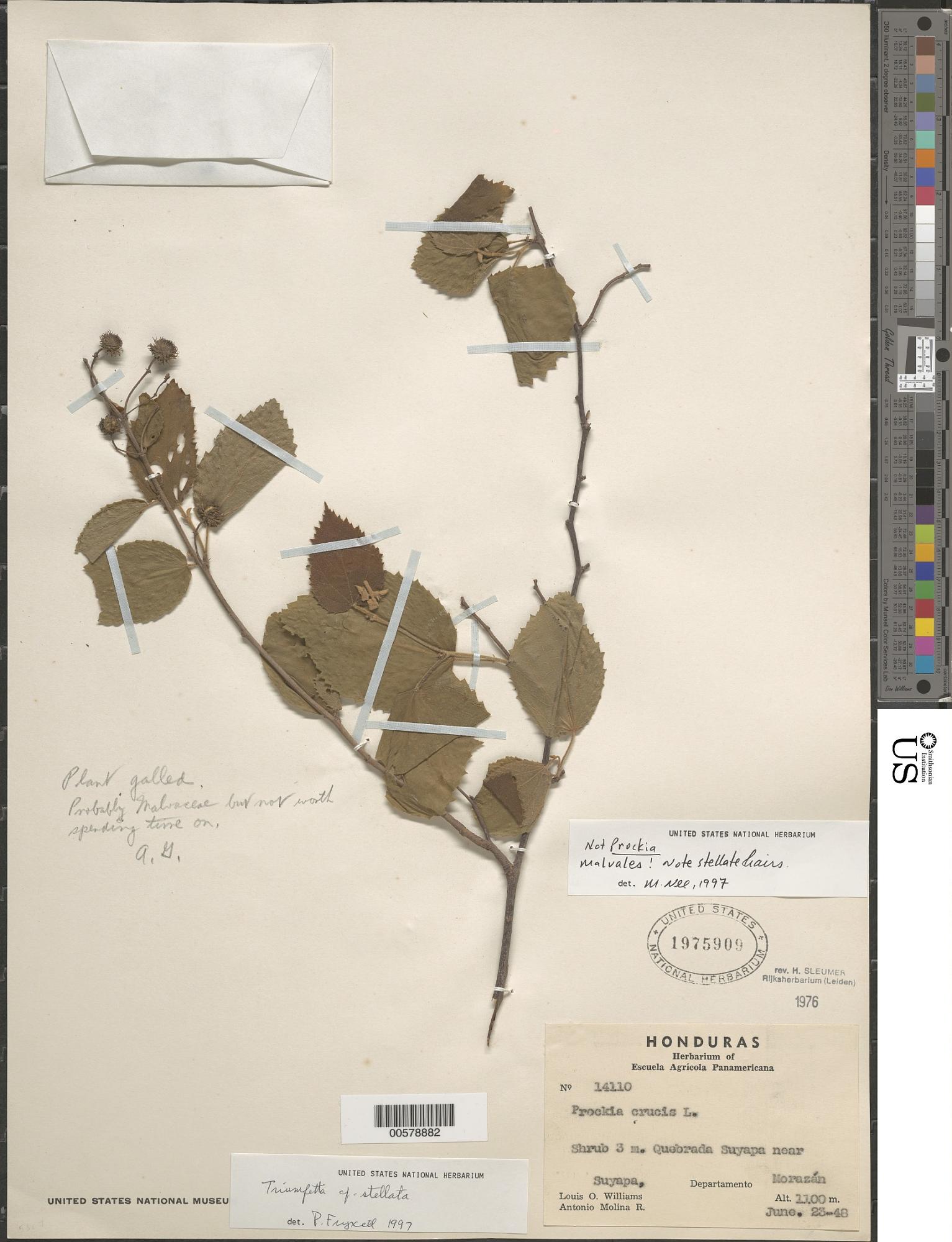 Triumfetta stellata