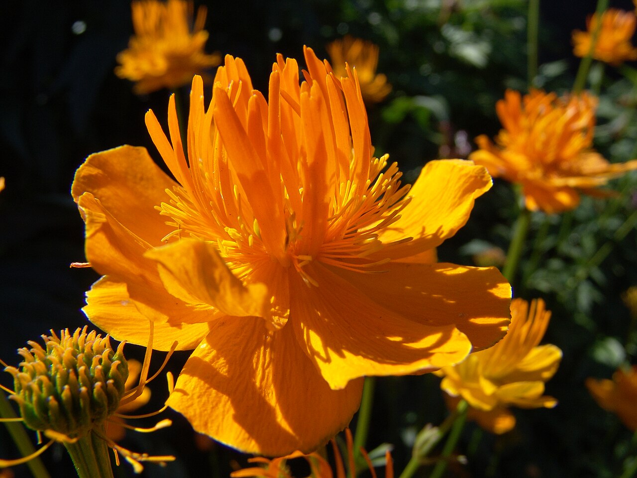Trollius chinensis