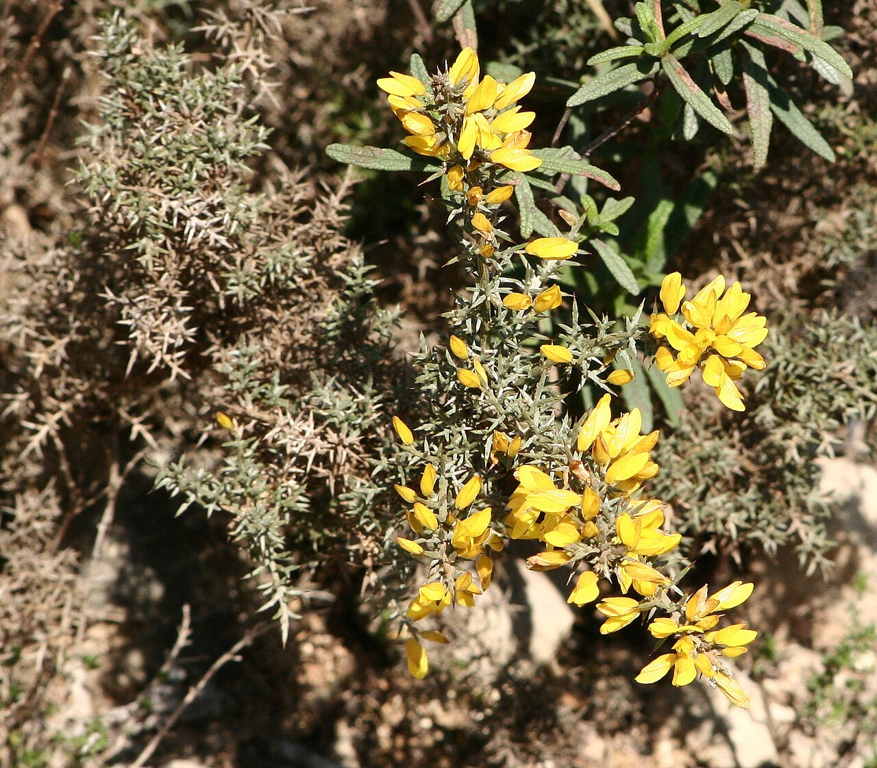 Ulex argenteus