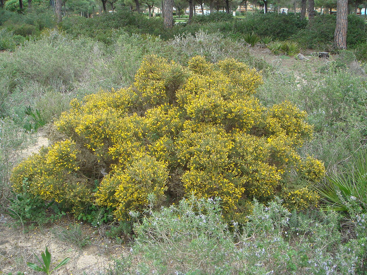Ulex australis