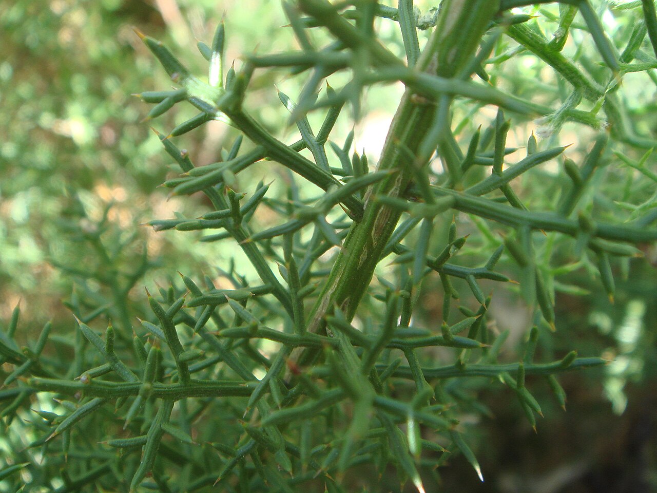Ulex boivinii