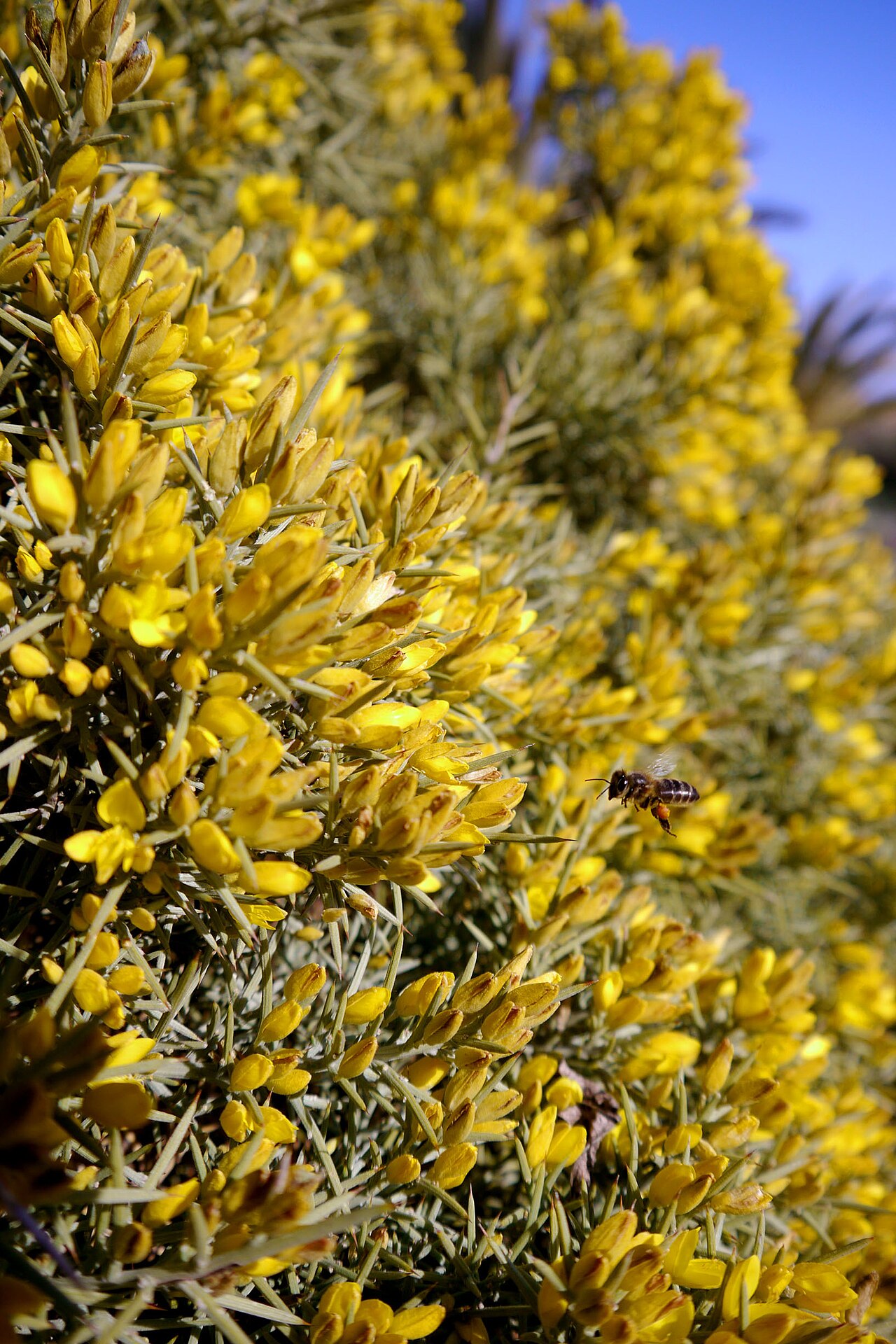 Ulex canescens