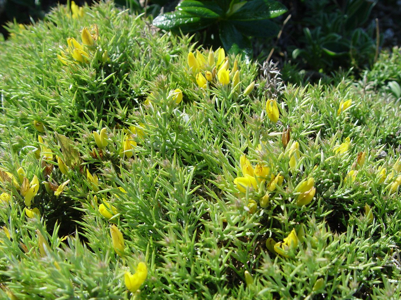Ulex erinaceus