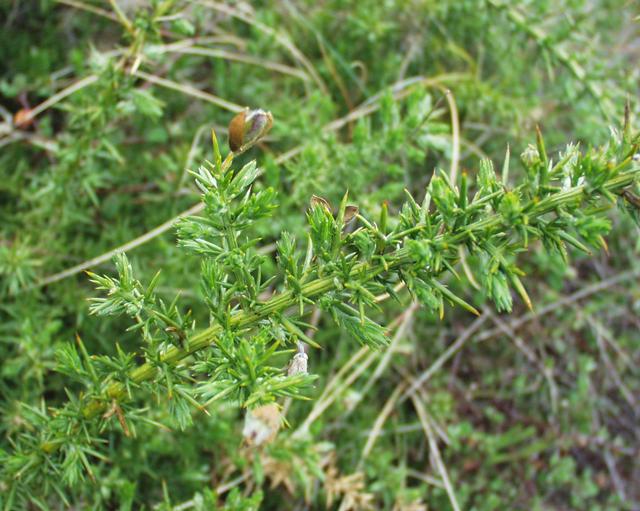 Ulex gallii