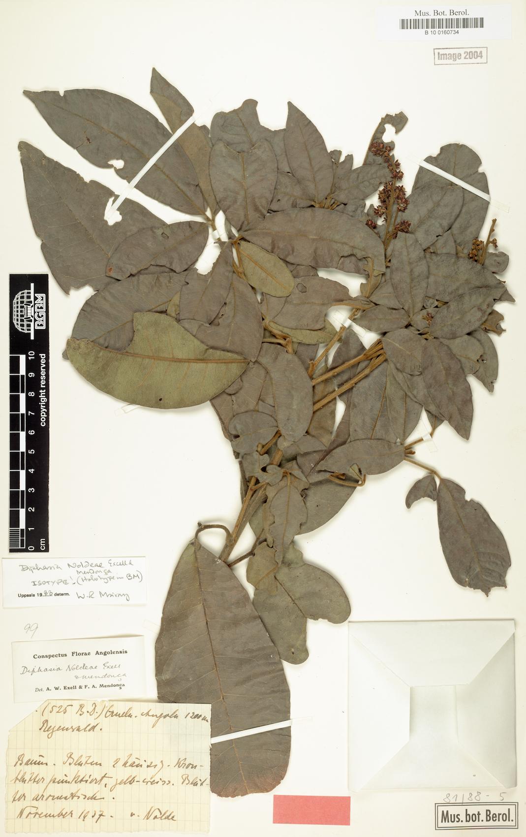 Vepris noldeae