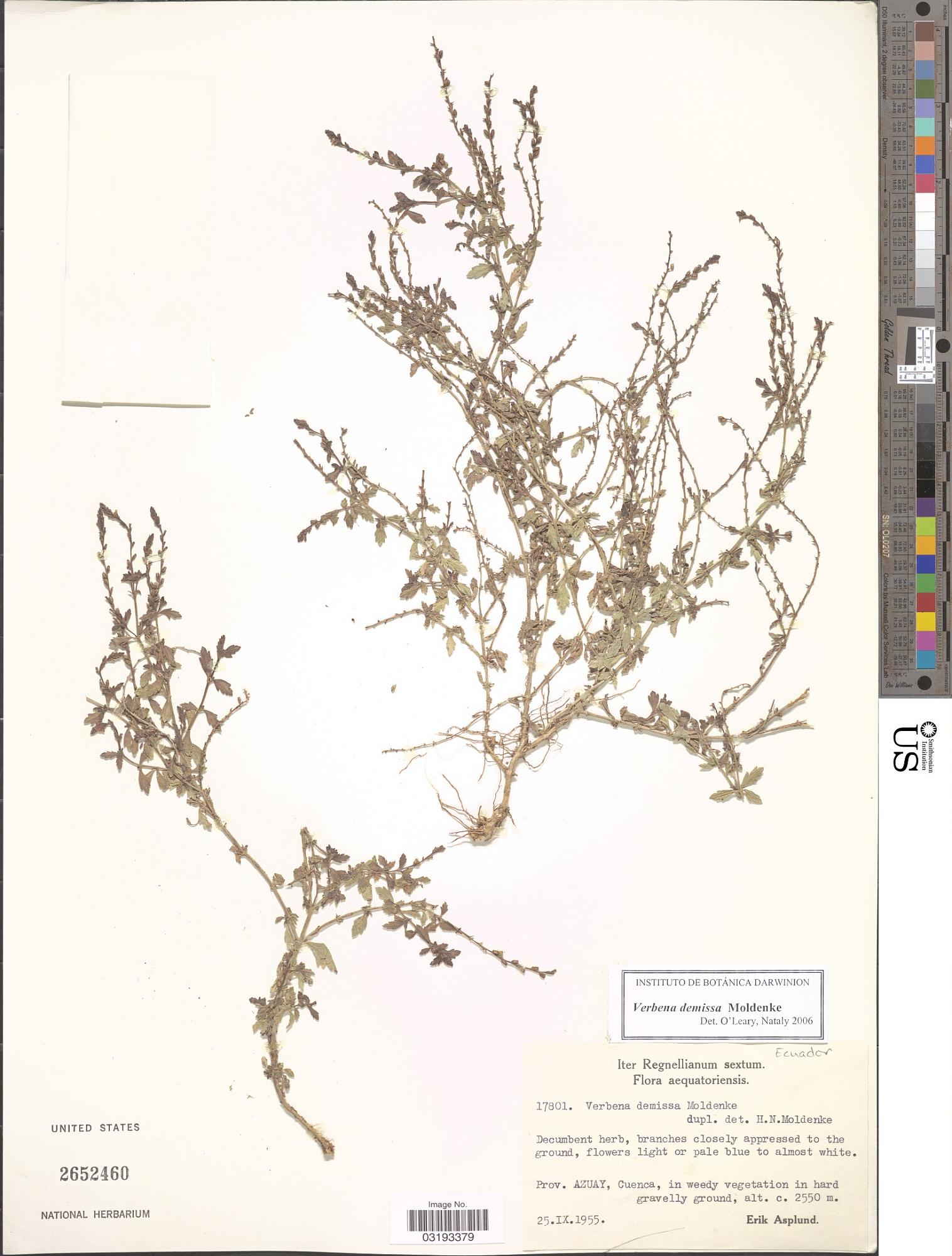 Verbena demissa