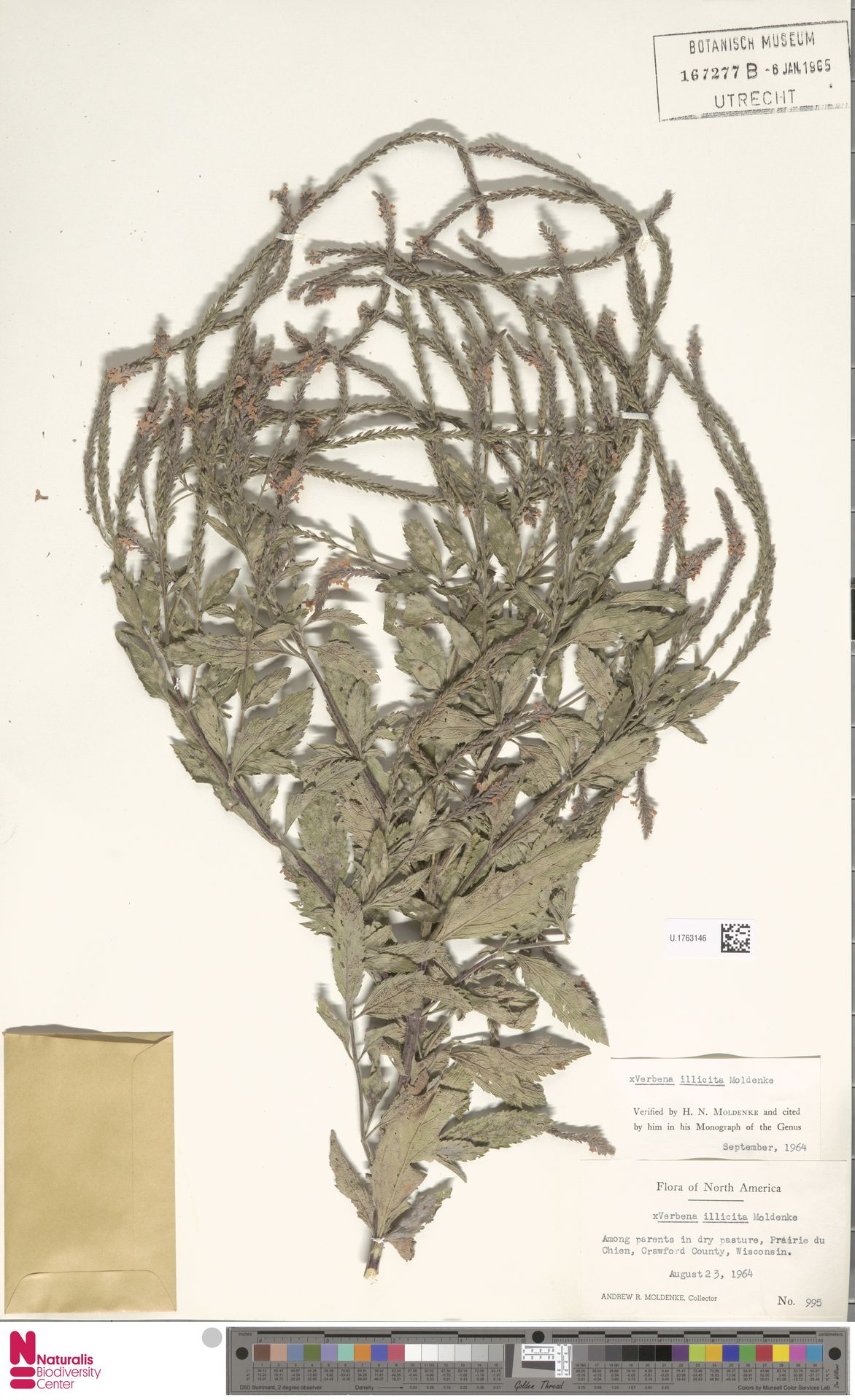 Verbena illicita