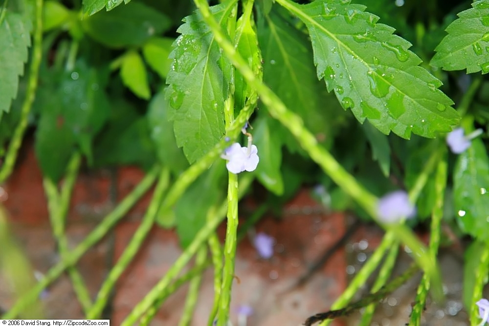Verbena jamaicensis
