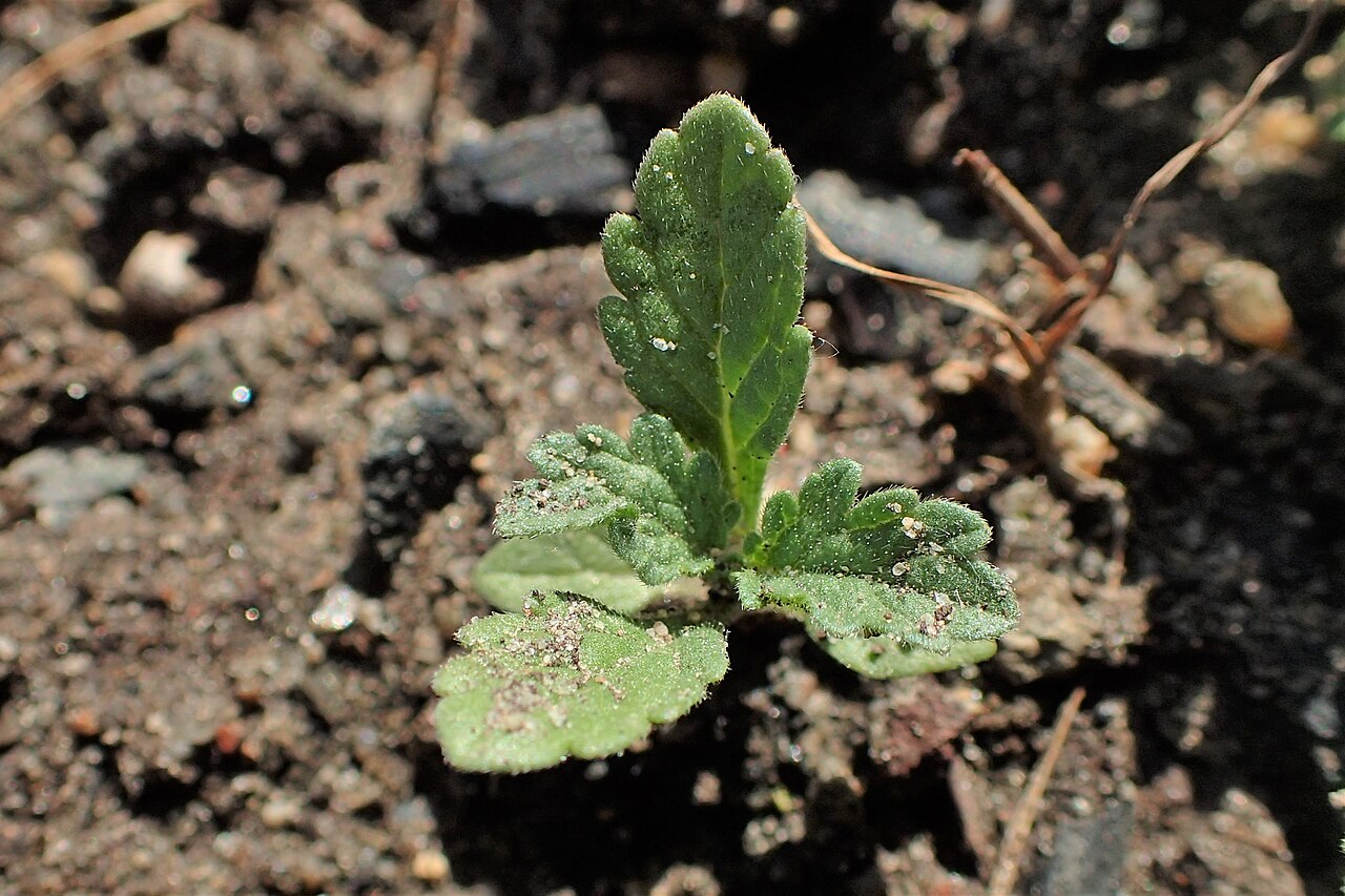 Verbena recta