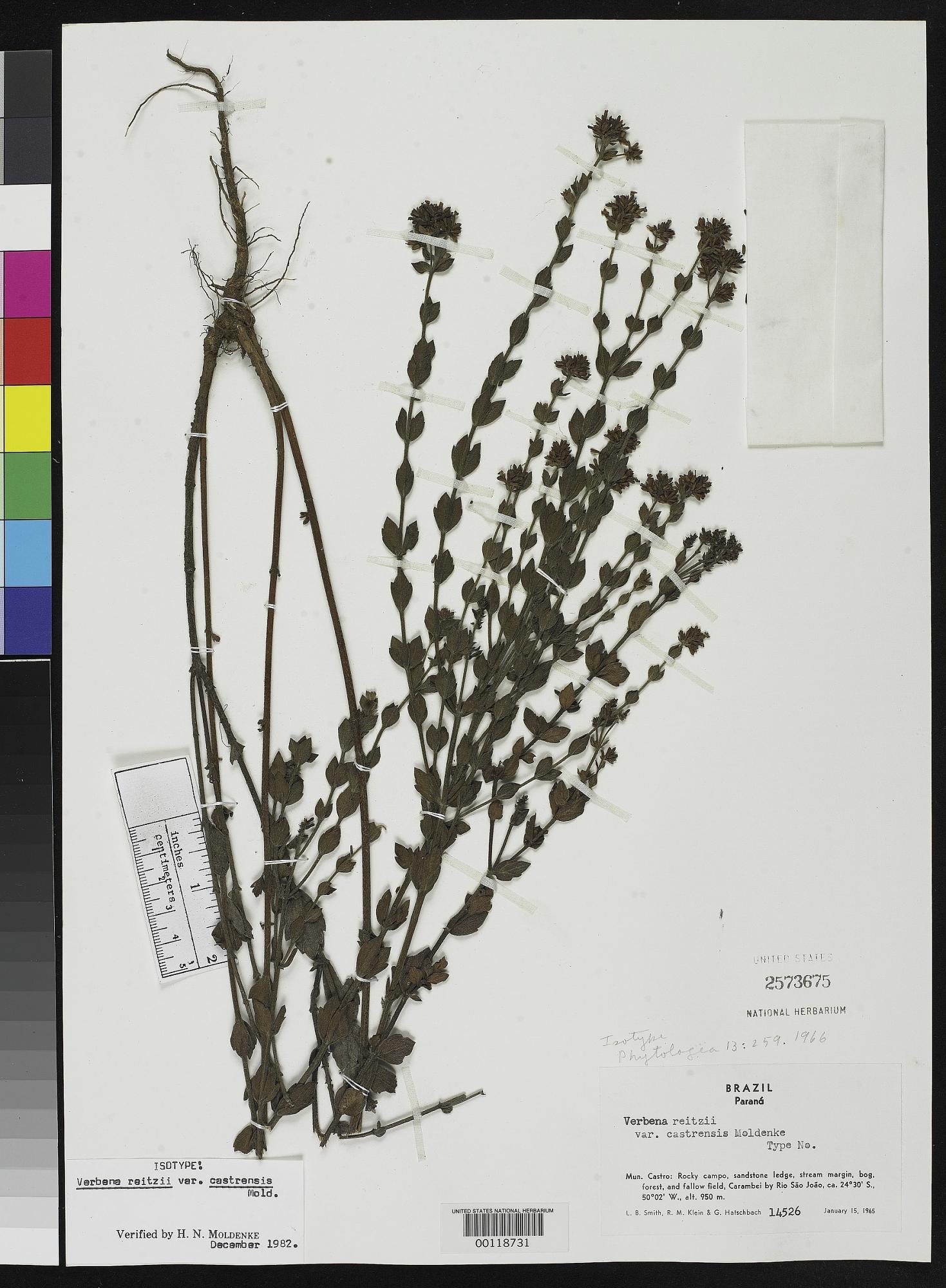 Verbena reitzii