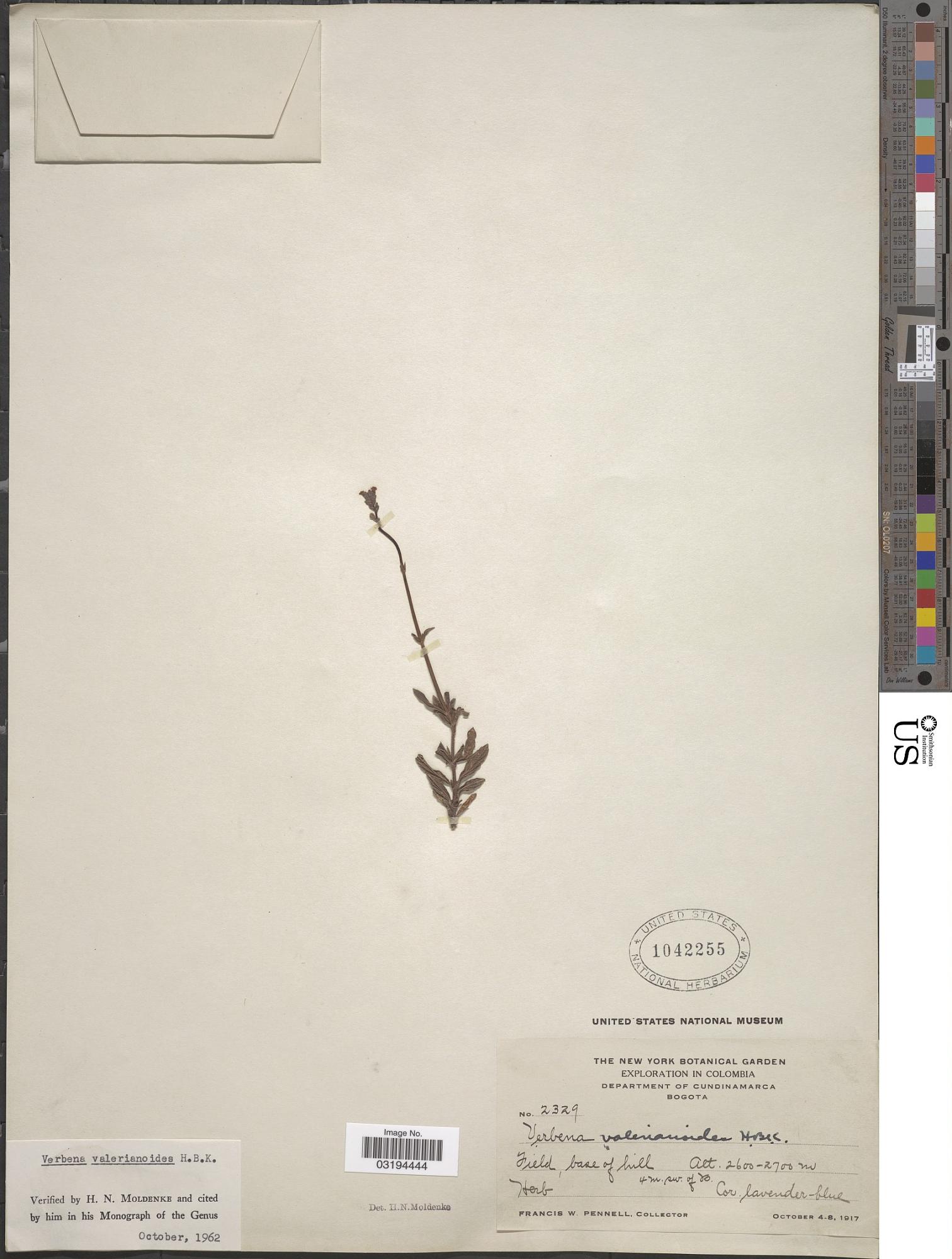 Verbena valerianoides