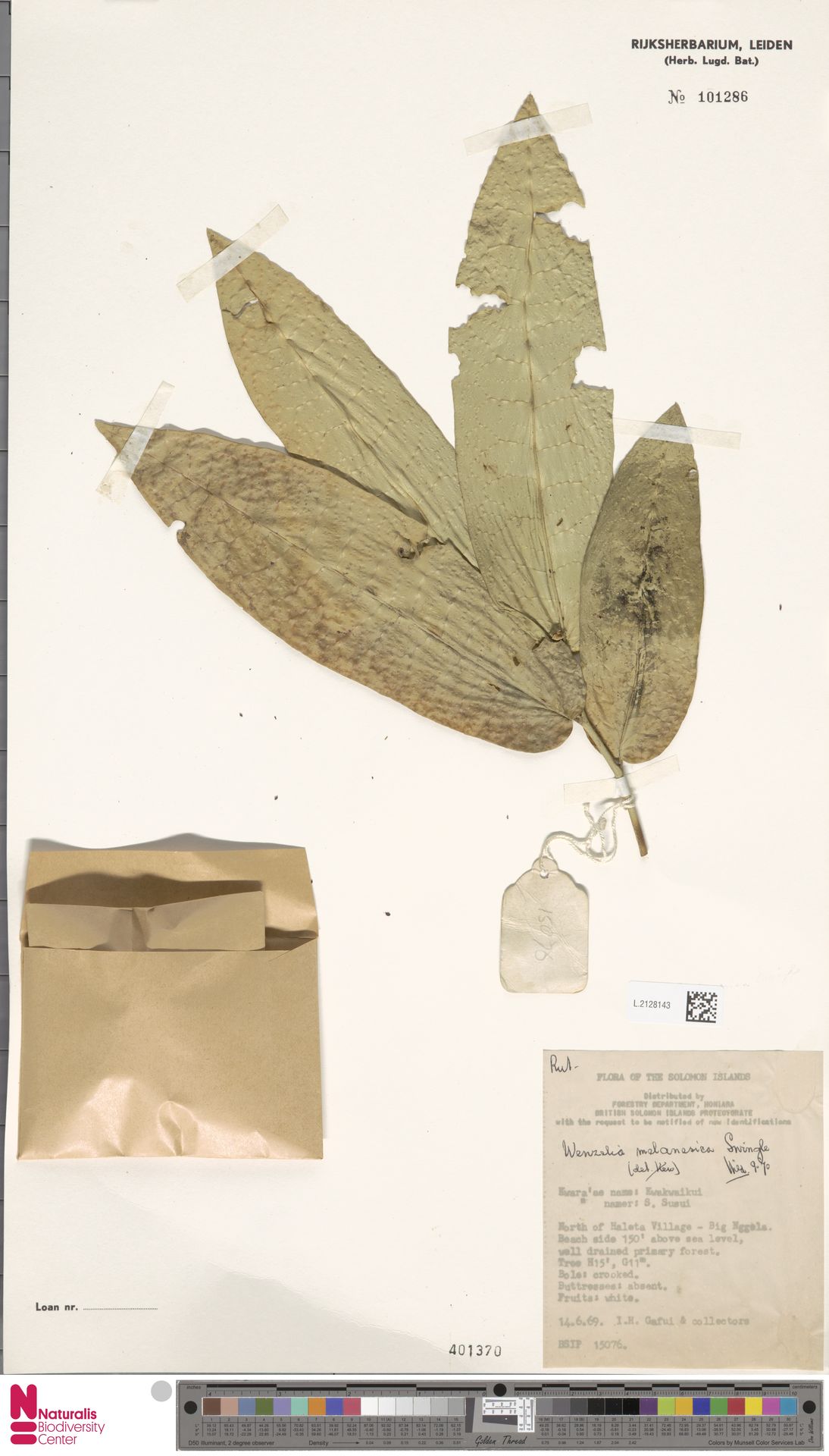 Wenzelia melanesica