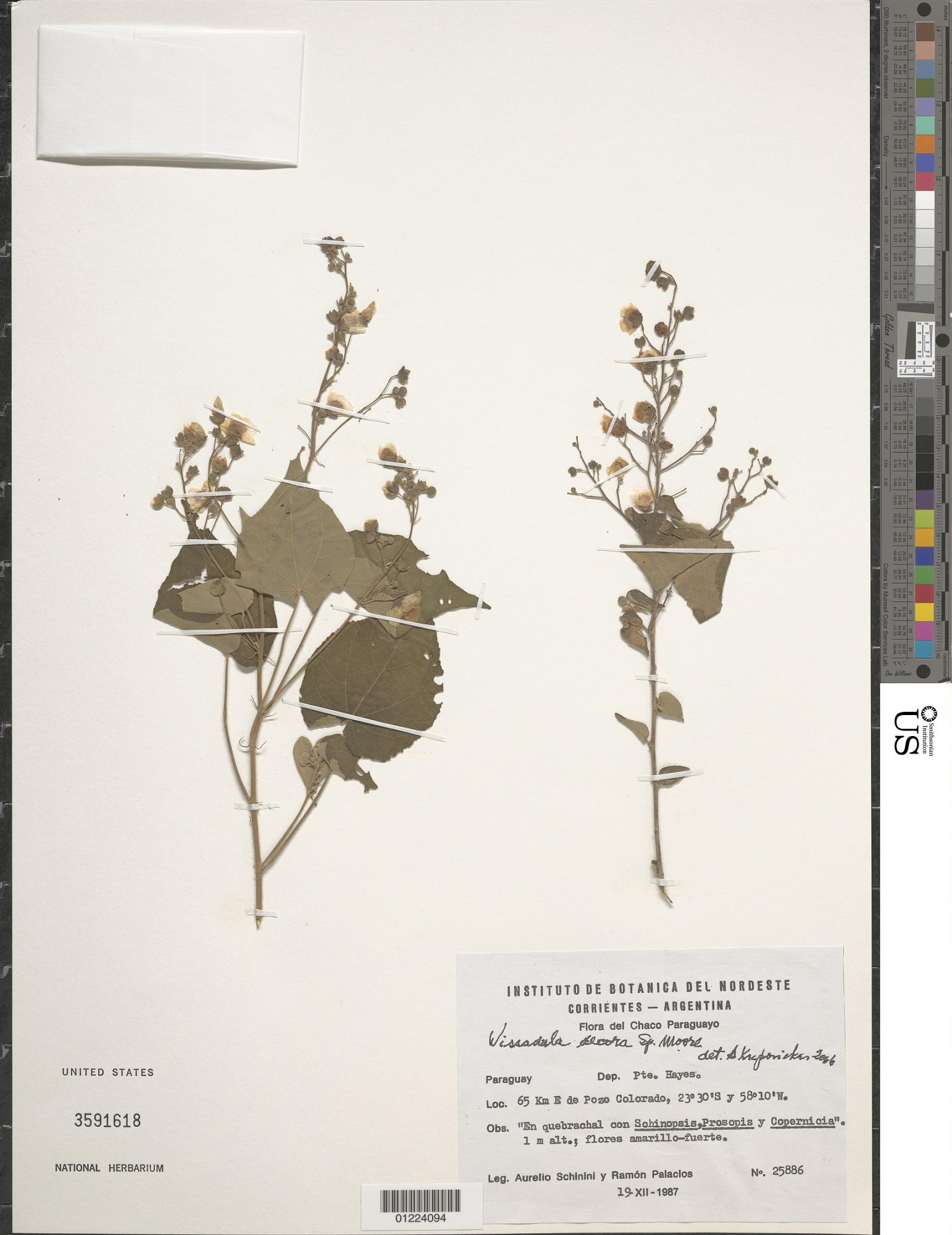 Wissadula decora
