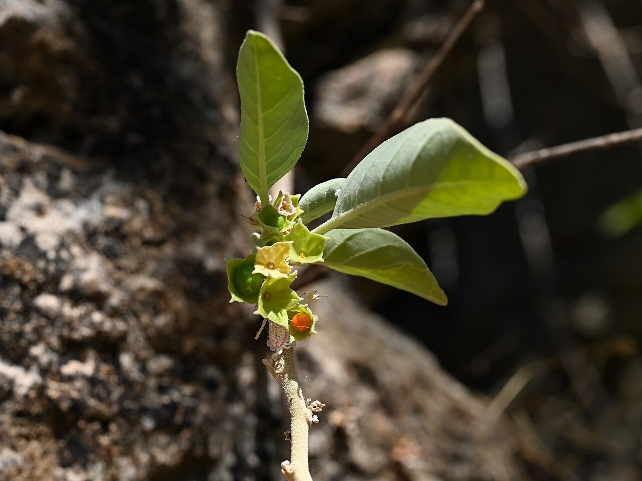 Withania qaraitica