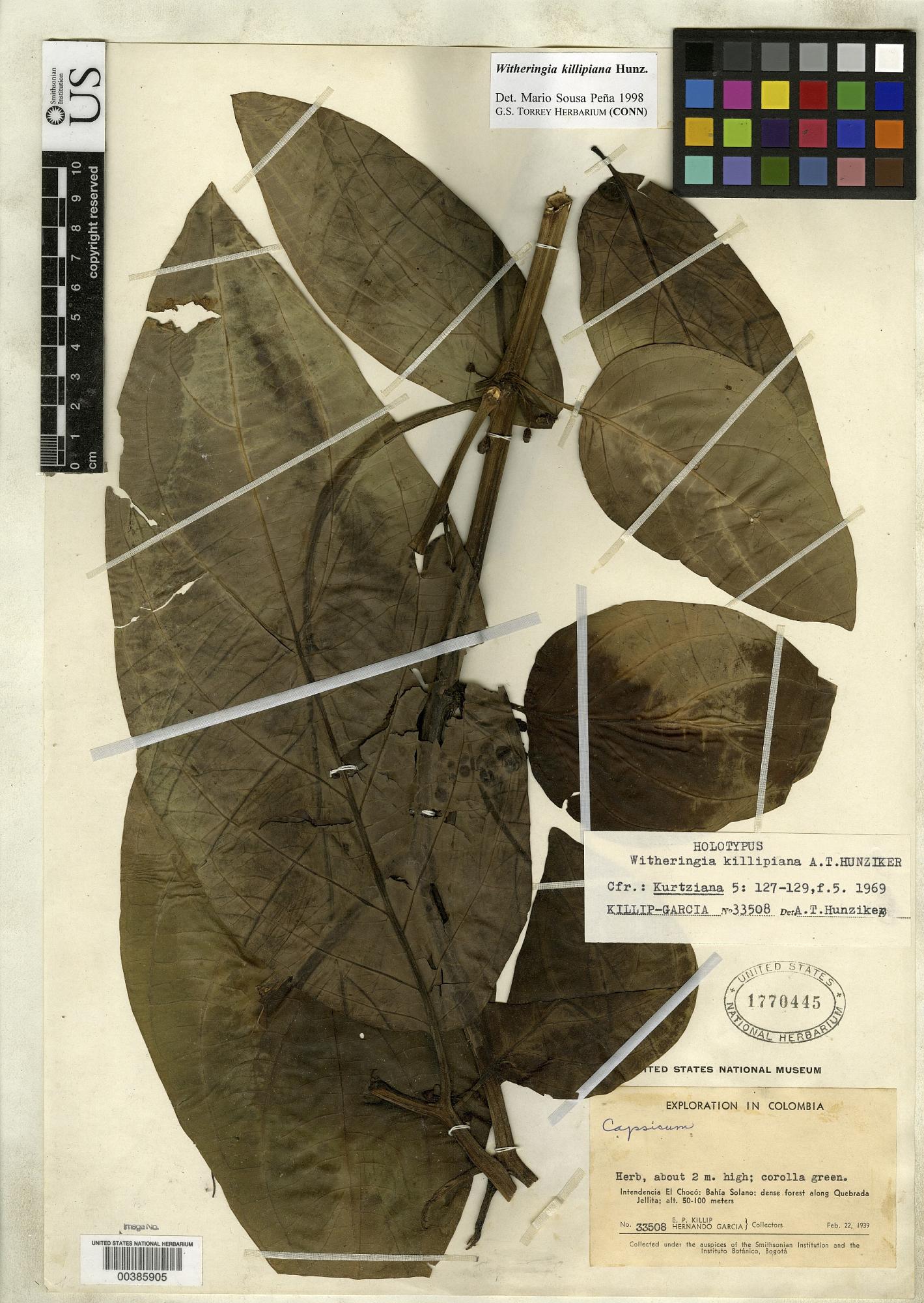 Witheringia killipiana