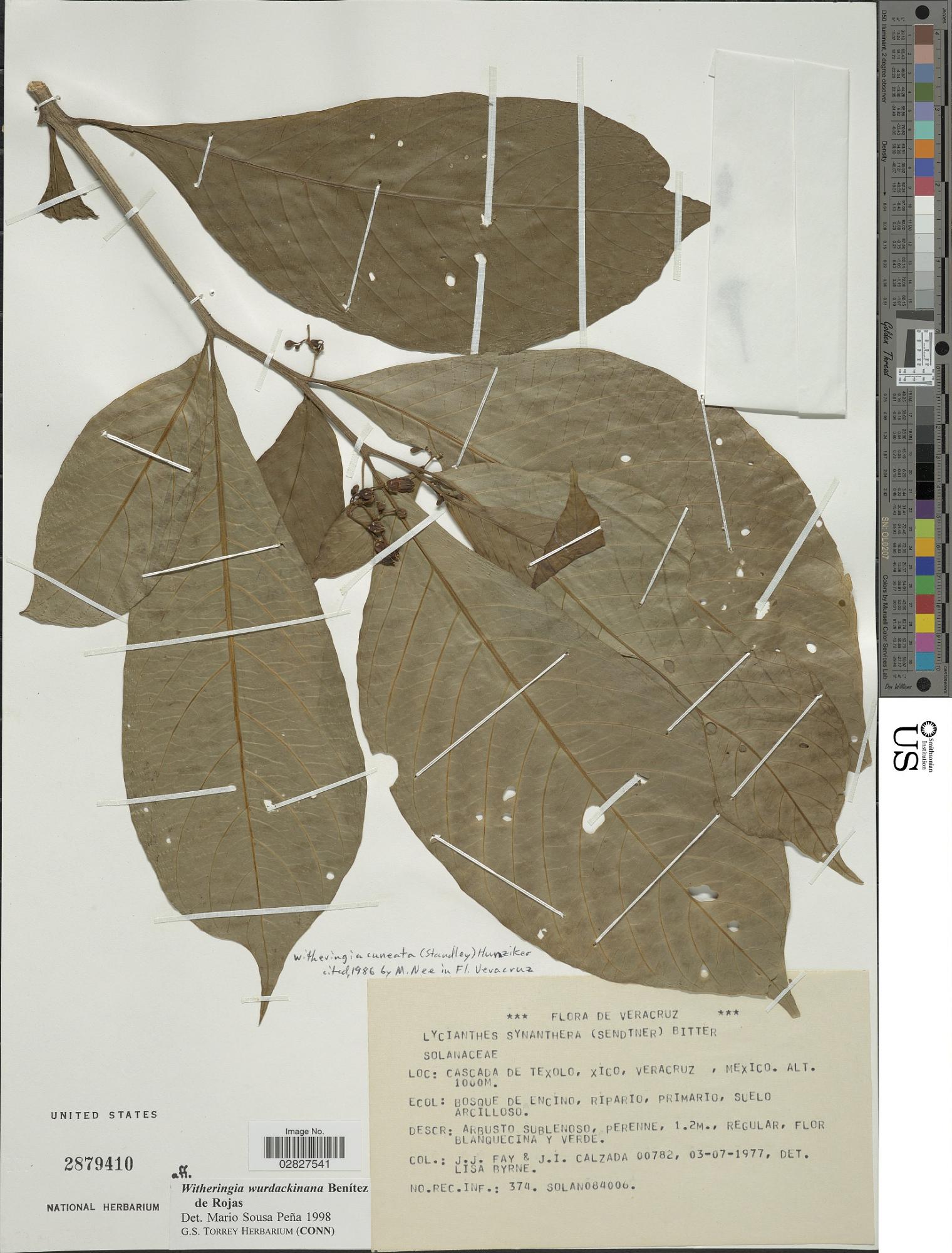 Witheringia wurdackiana