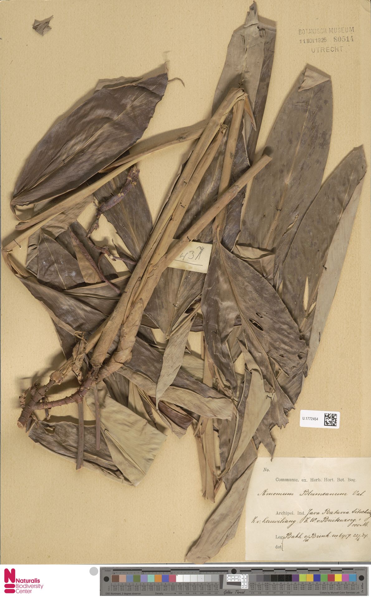 Wurfbainia blumeana