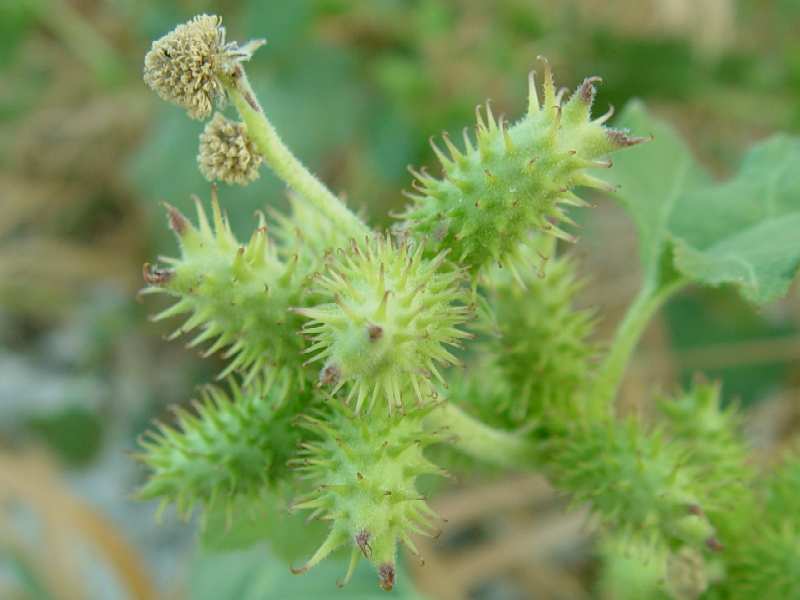 Xanthium occidentale