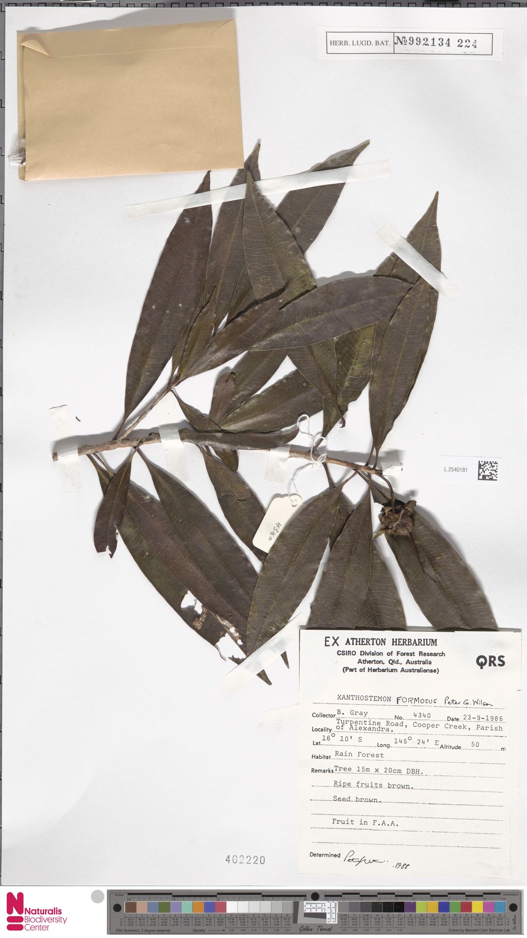 Xanthostemon formosus