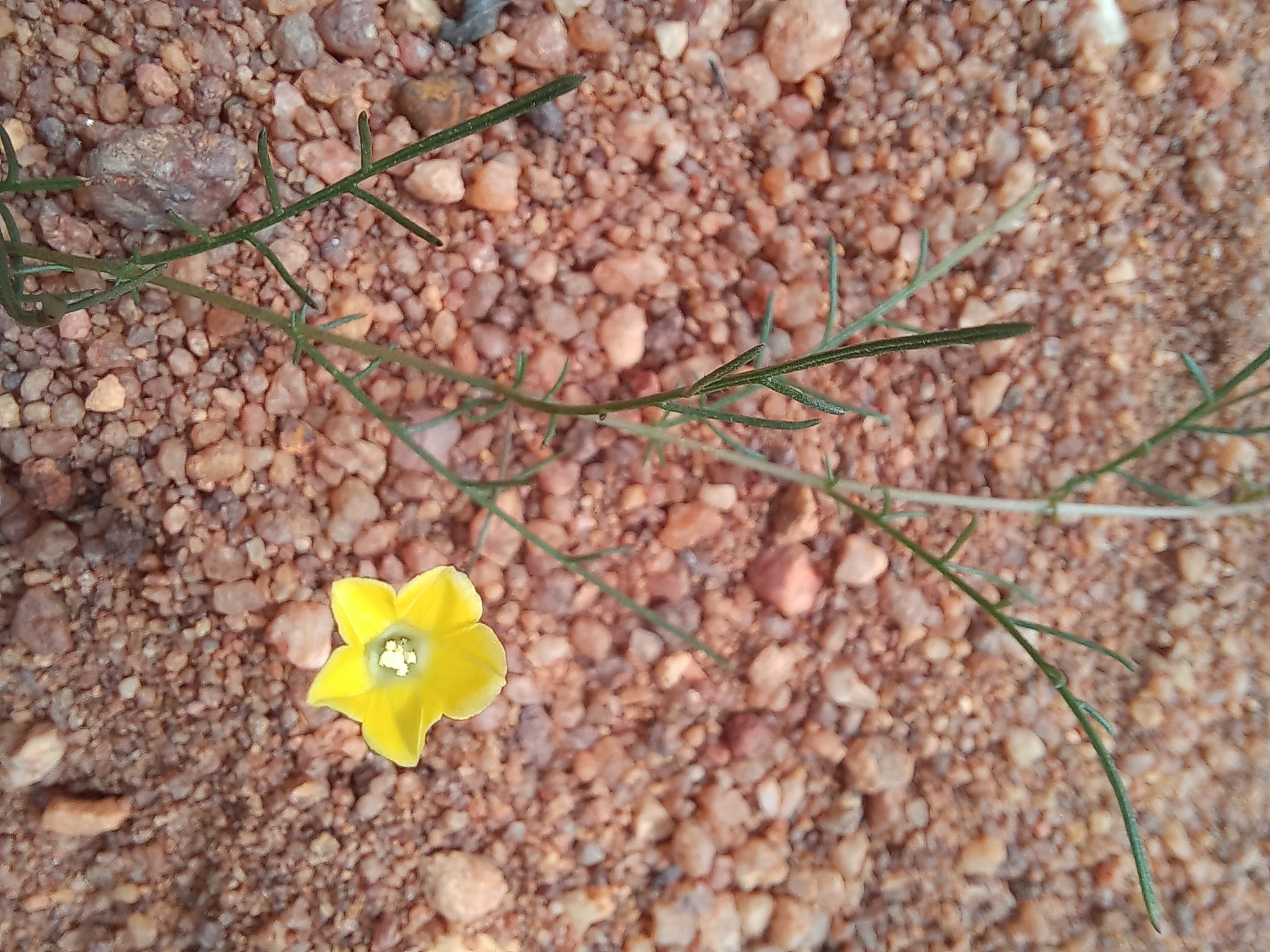 Xenostegia pinnata