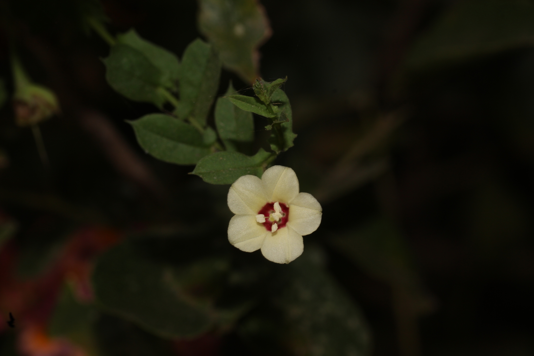 Xenostegia tridentata