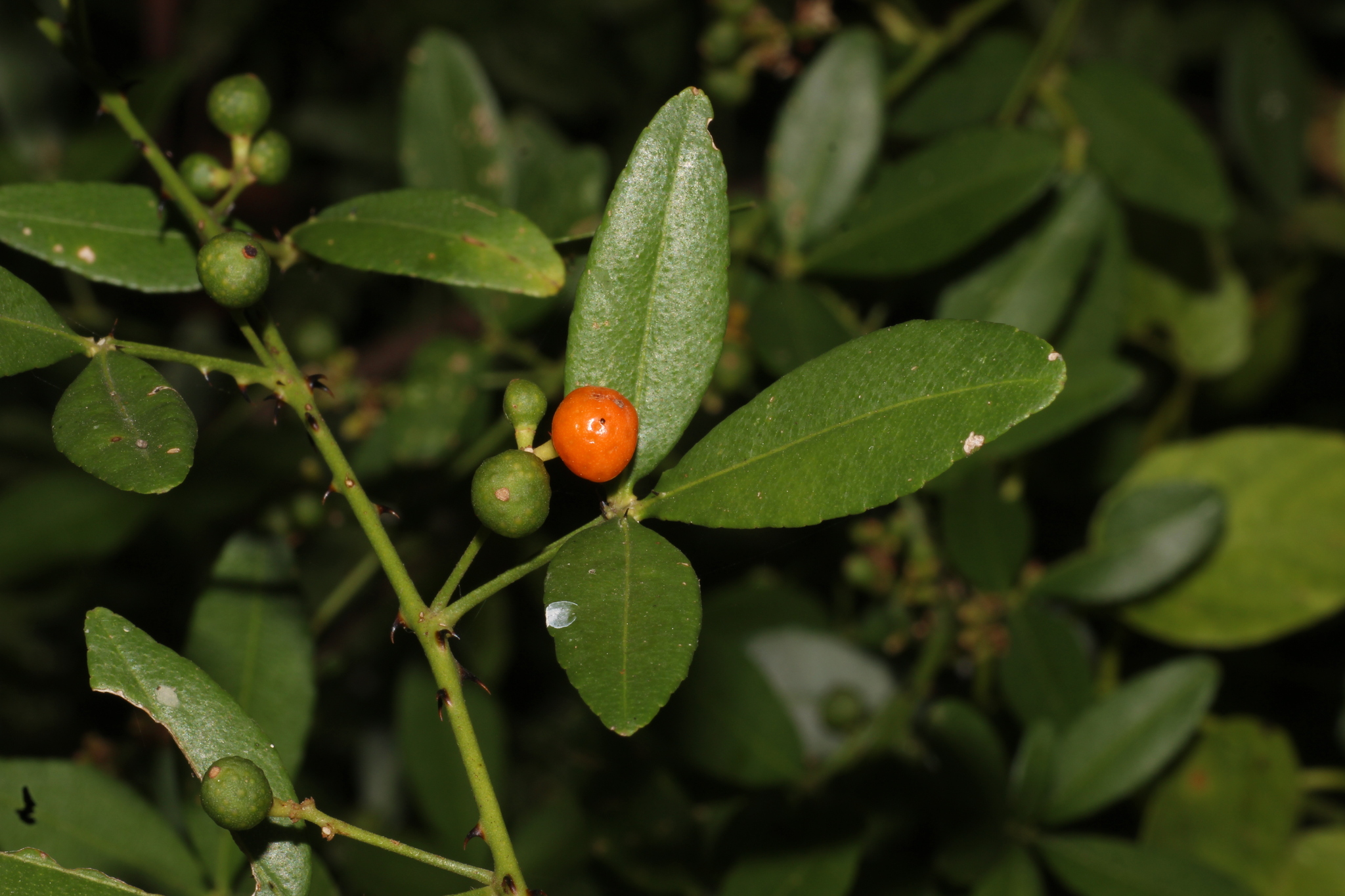 Zanthoxylum asiaticum