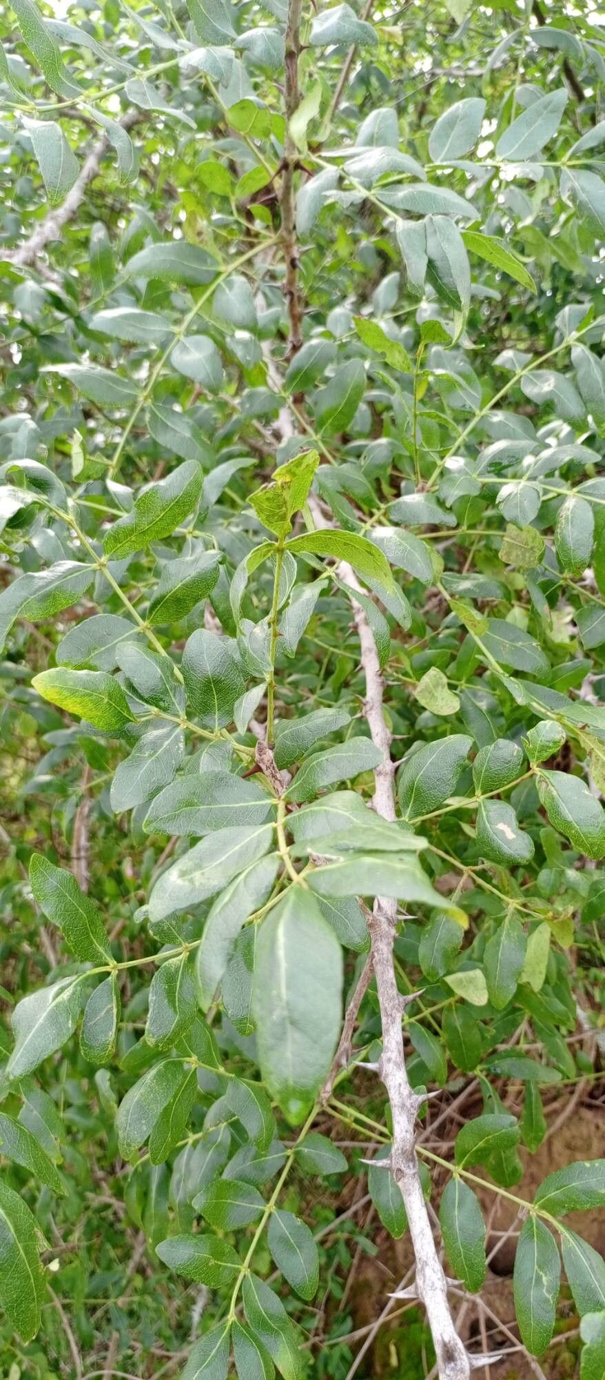 Zanthoxylum chalybaeum
