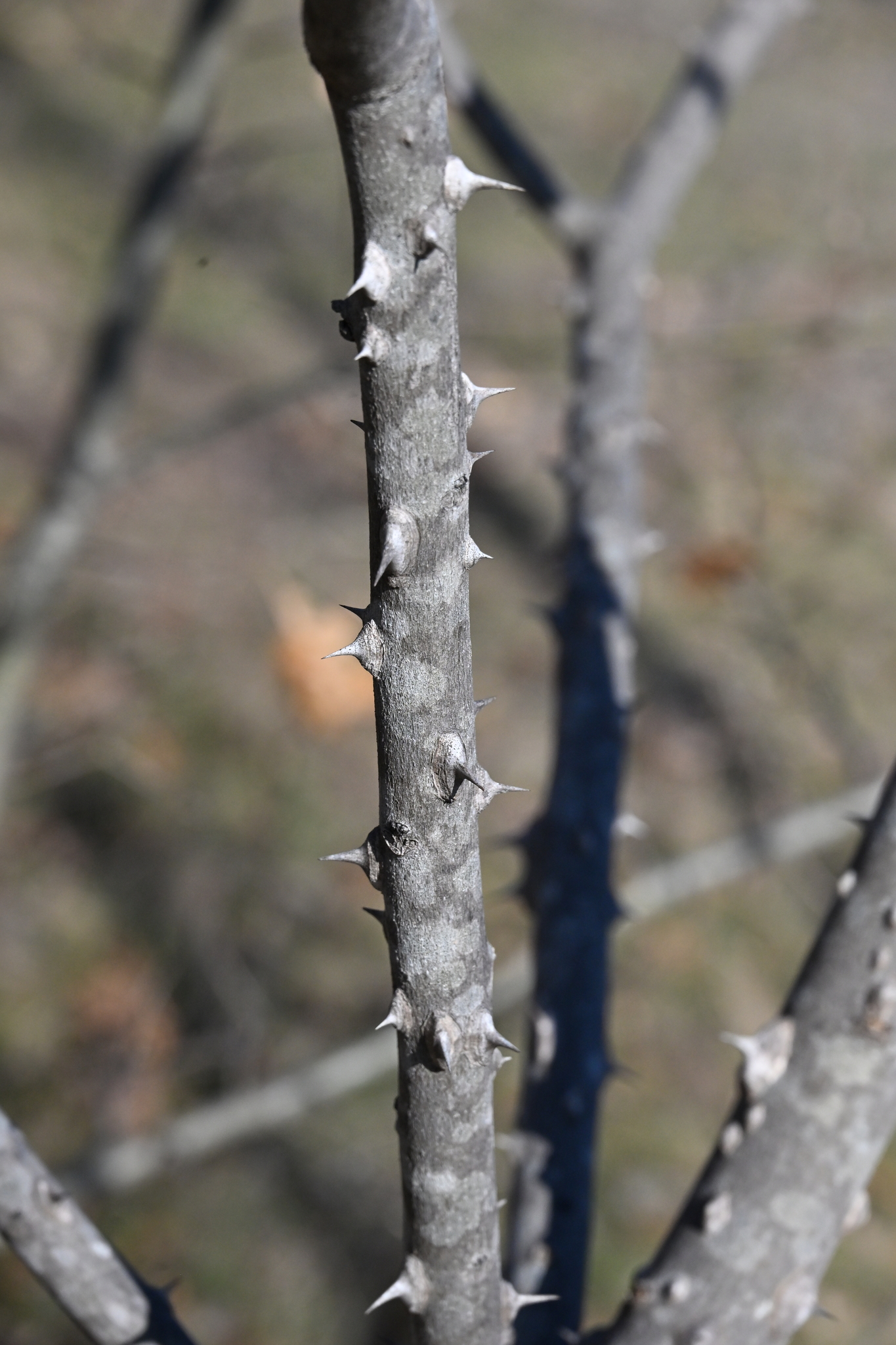 Zanthoxylum clava-herculis