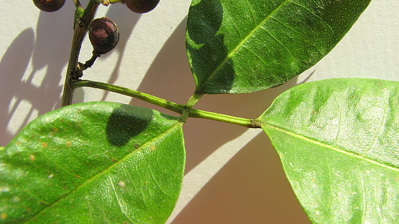 Zanthoxylum monogynum