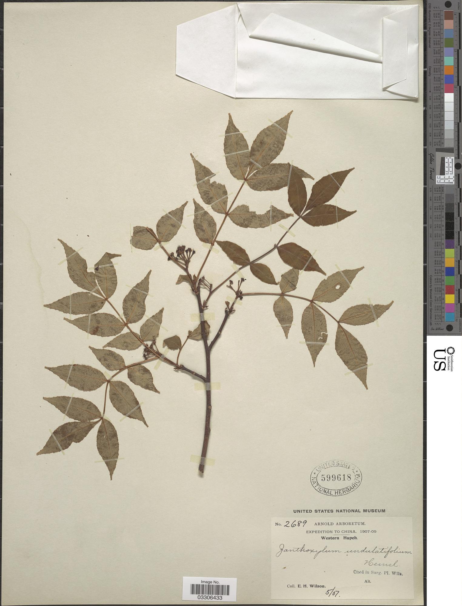 Zanthoxylum undulatifolium