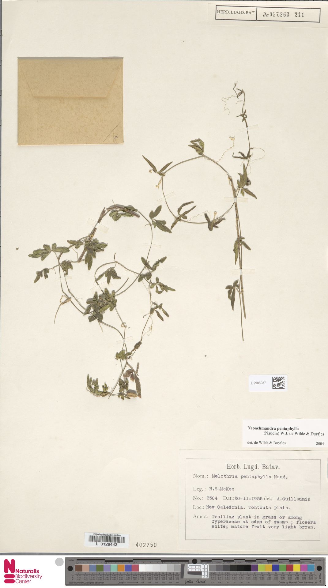 Zehneria pentaphylla