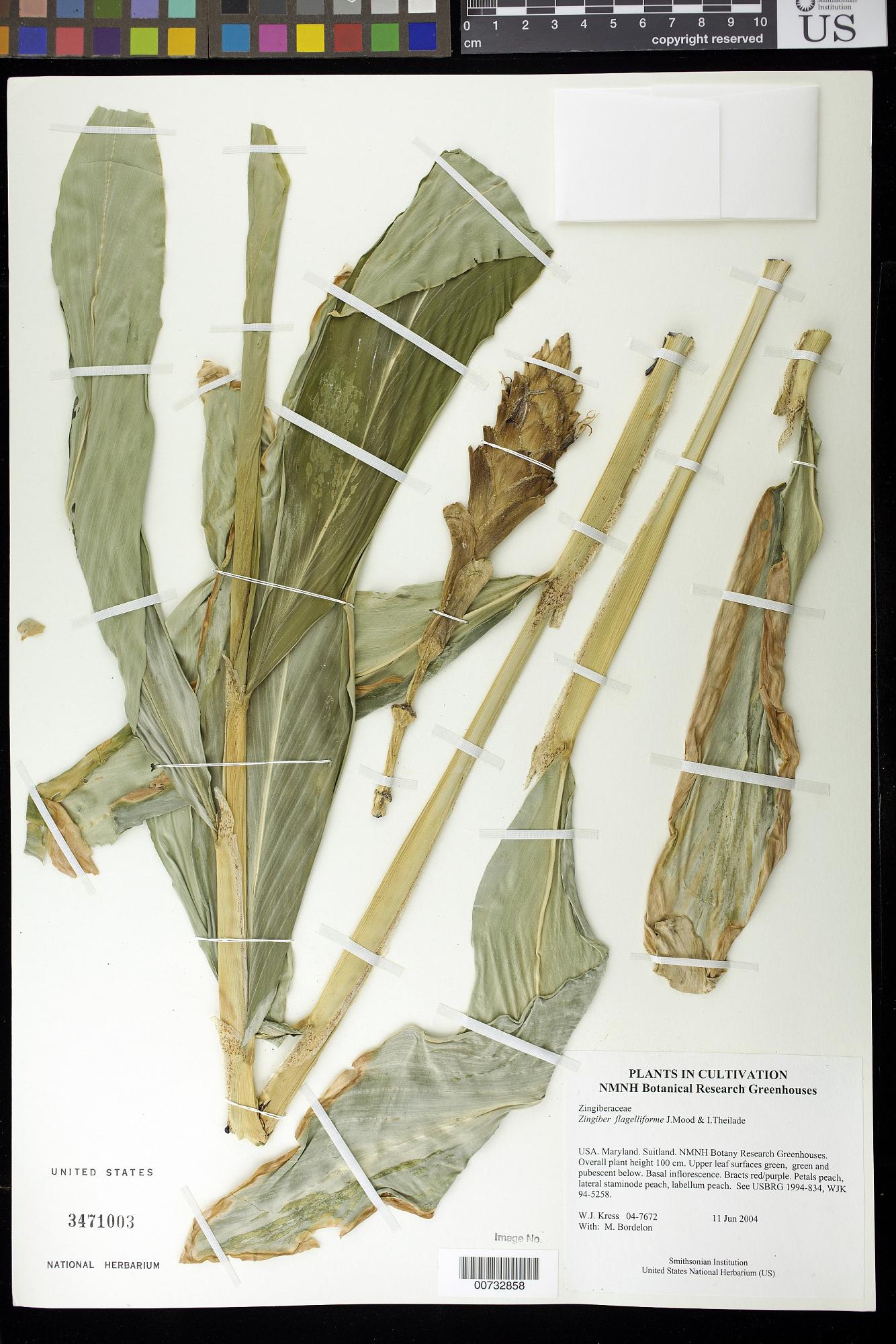 Zingiber flagelliforme