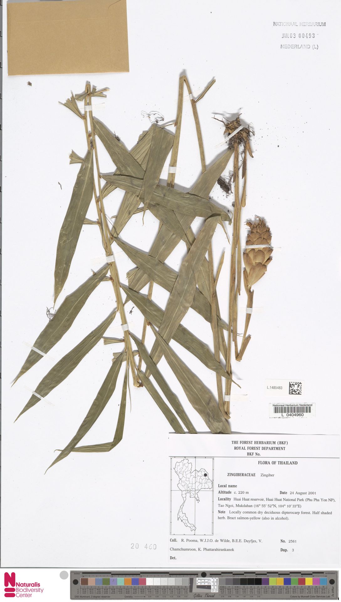 Zingiber flavovirens