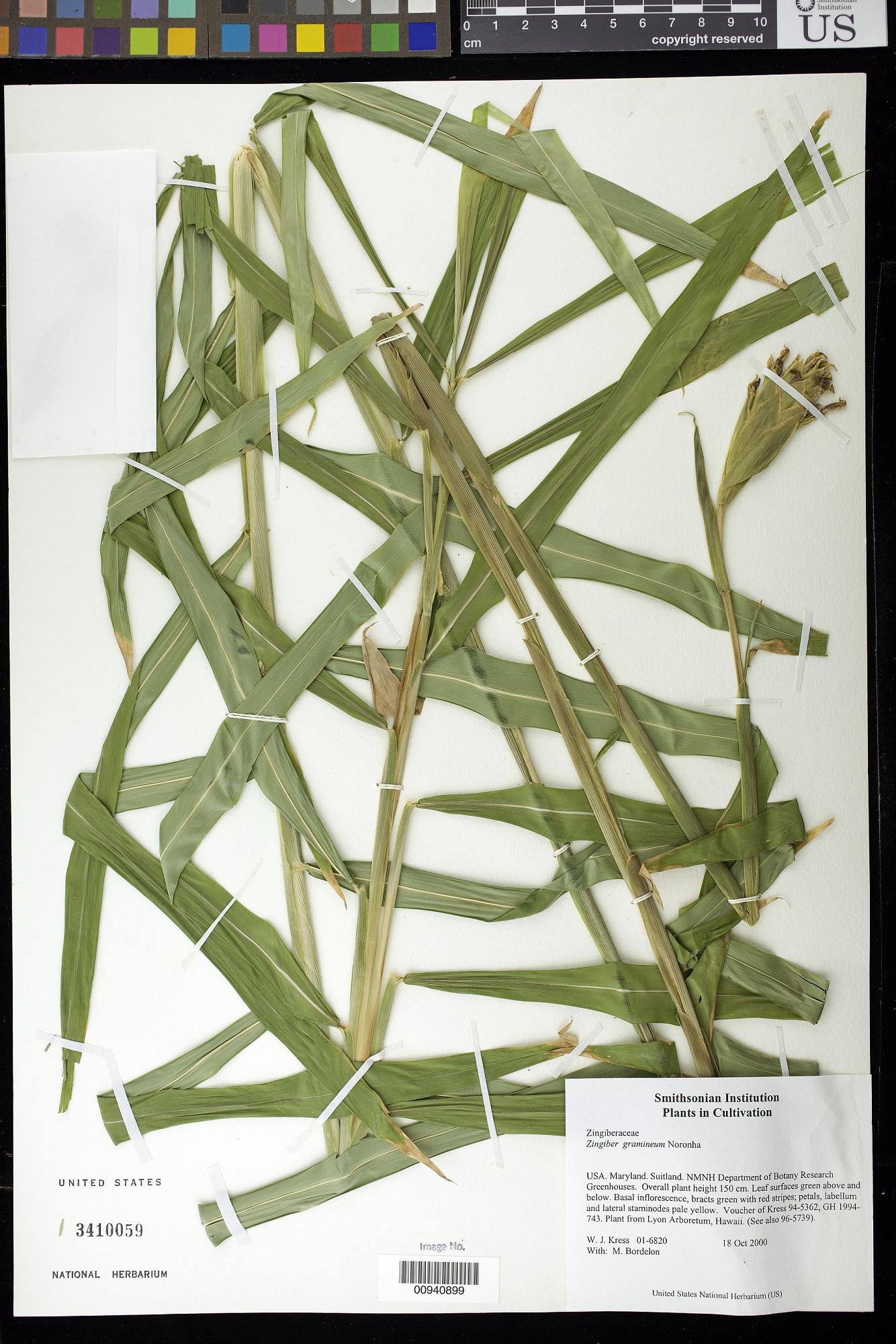 Zingiber gramineum