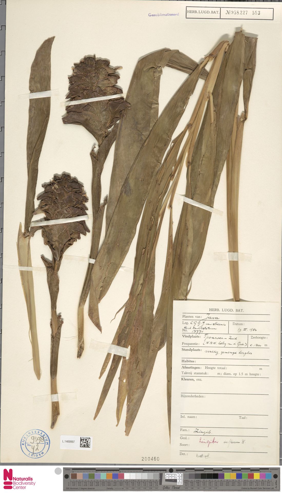Zingiber inflexum