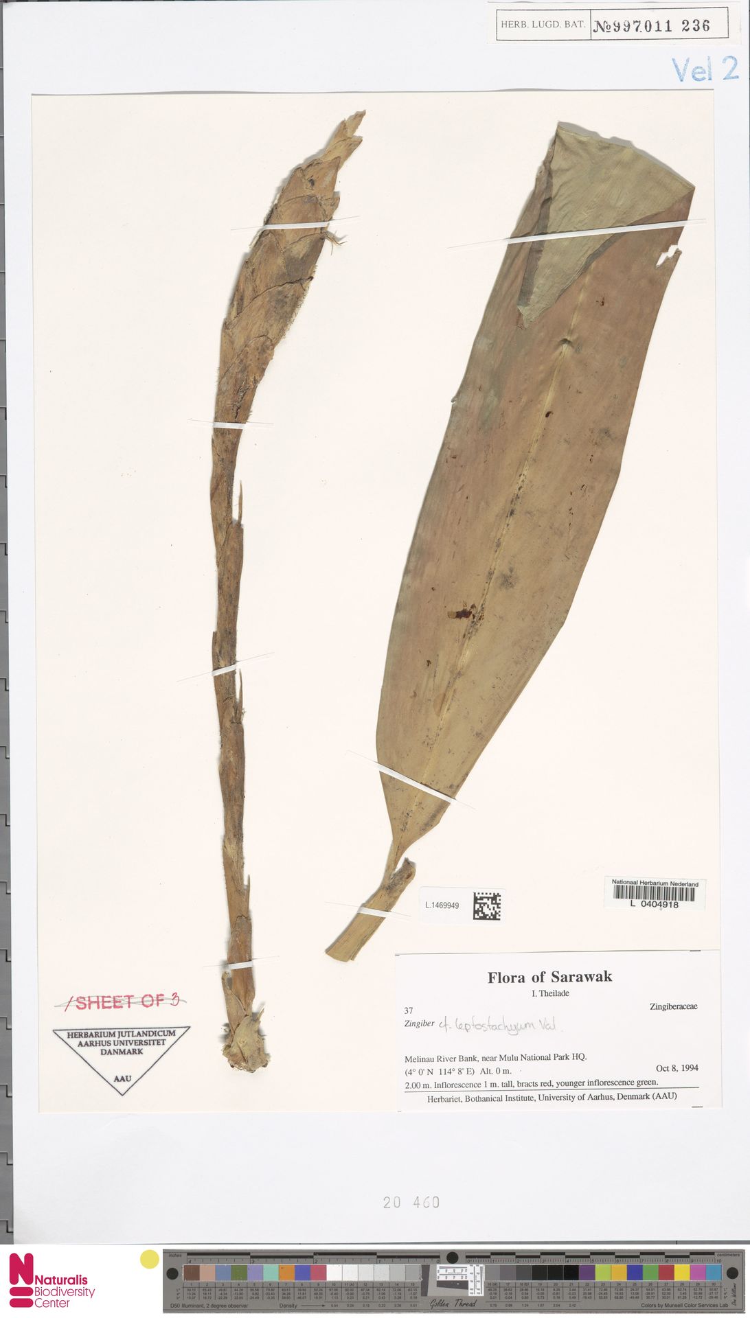 Zingiber leptostachyum