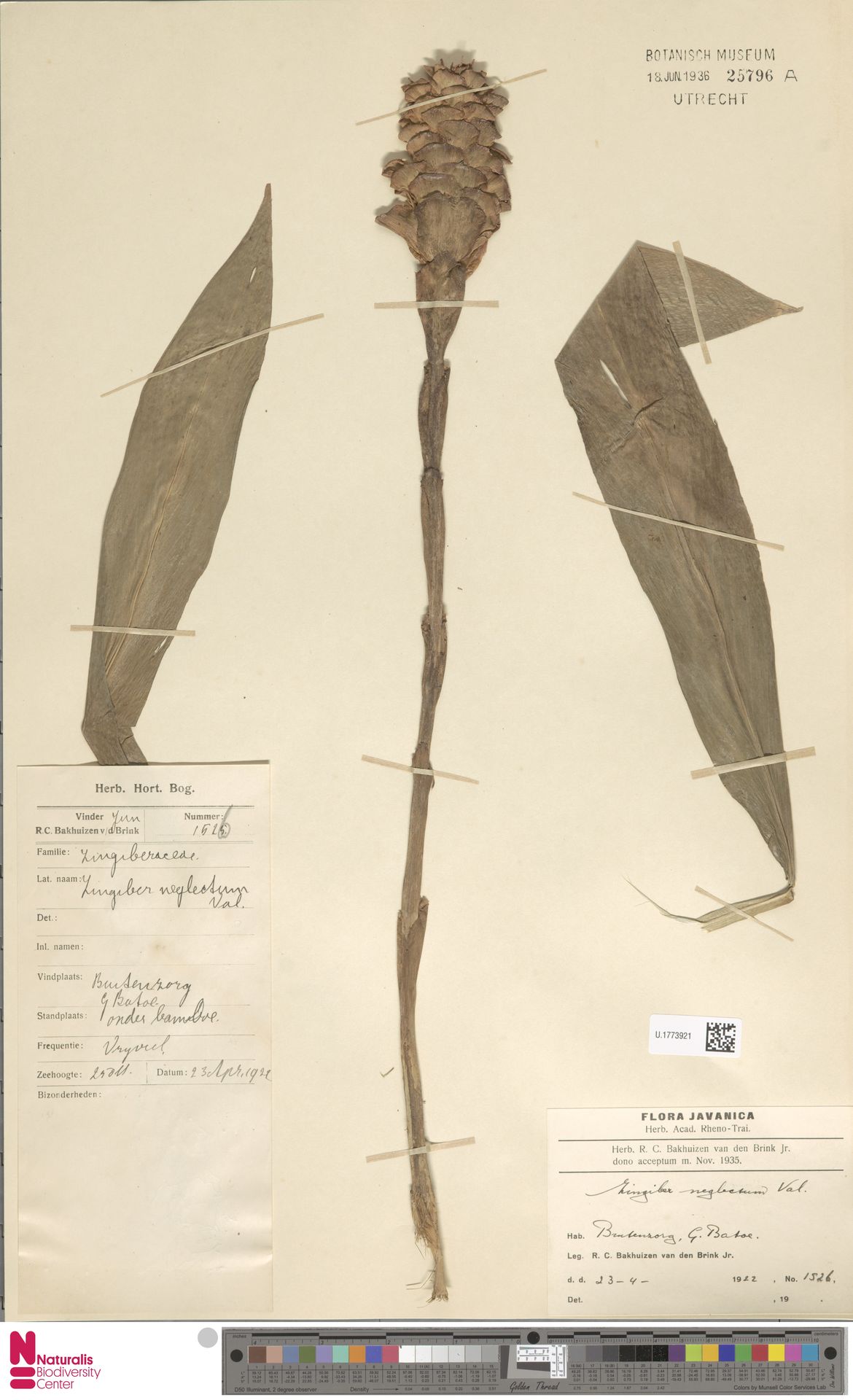 Zingiber neglectum