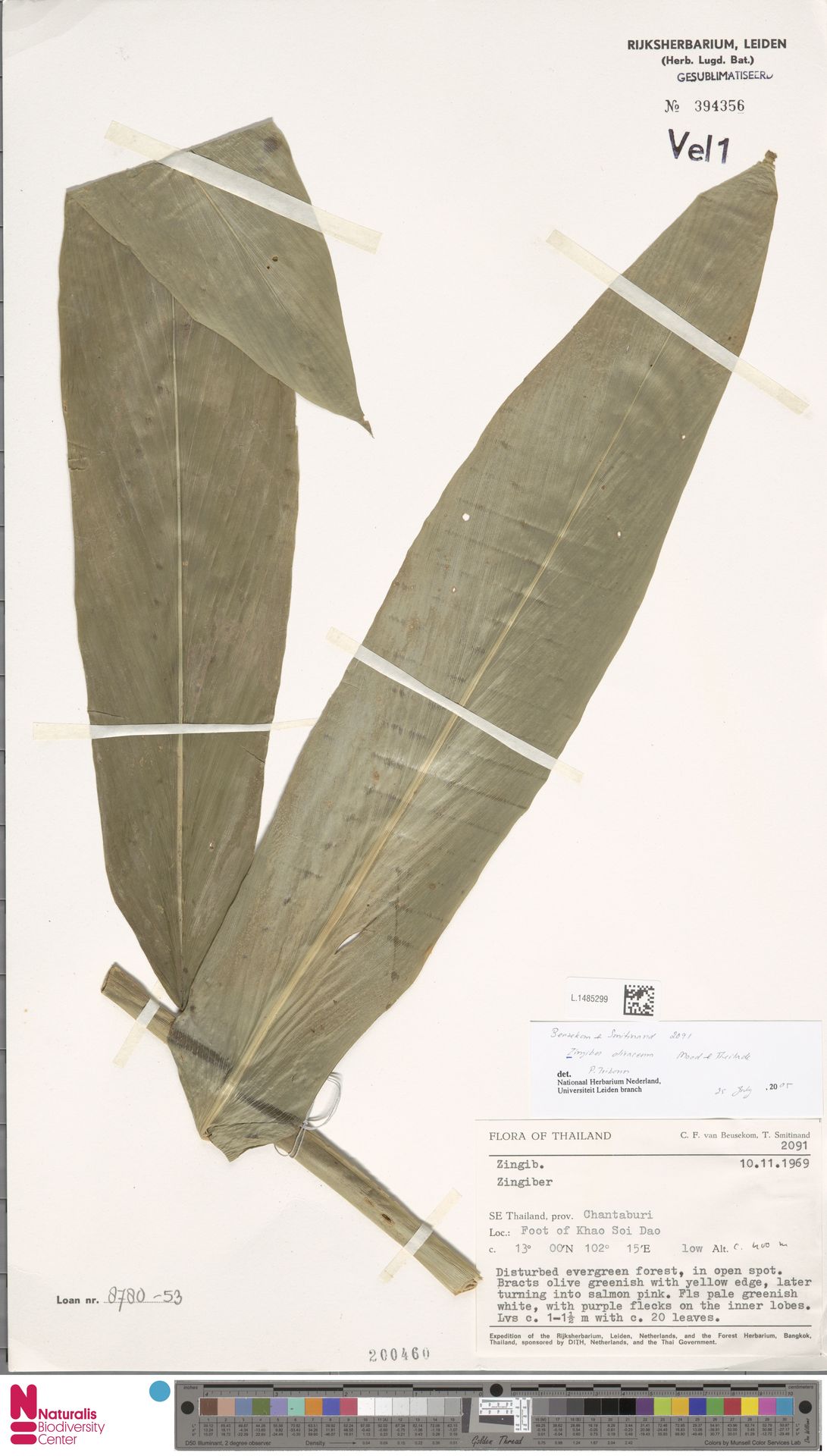 Zingiber olivaceum