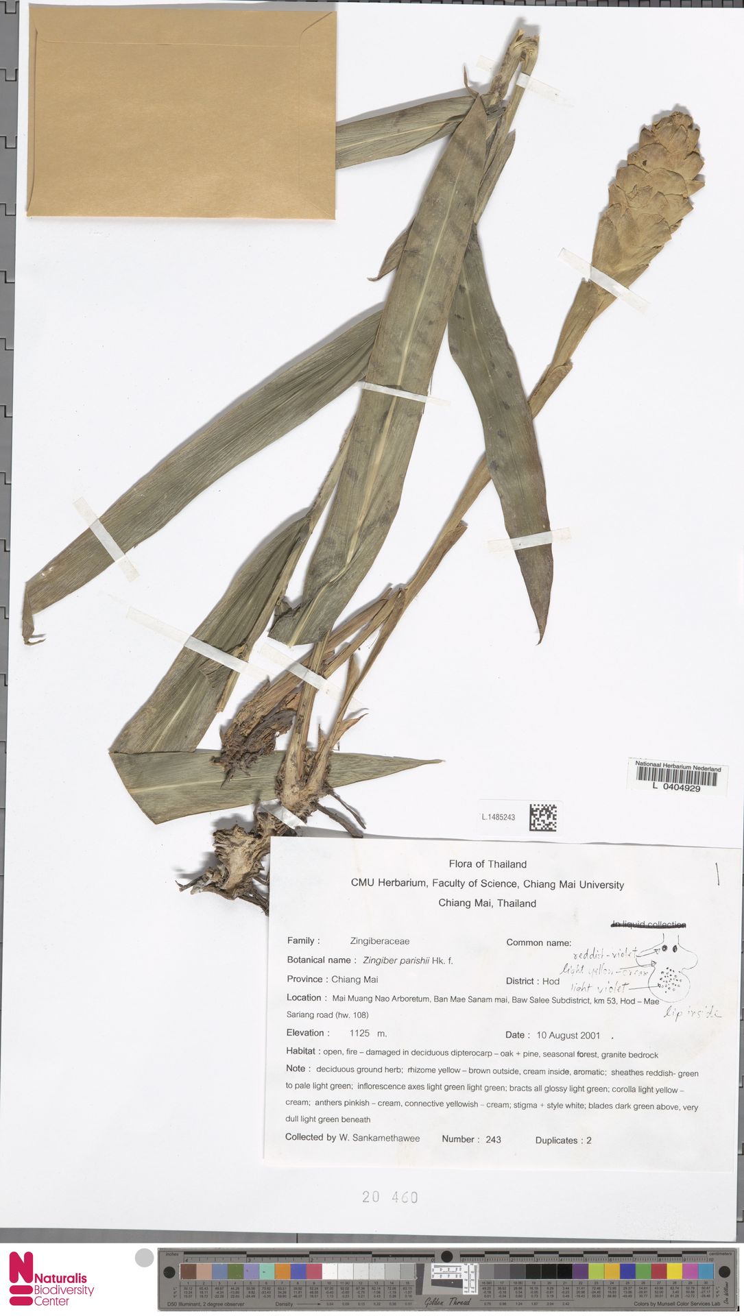 Zingiber parishii
