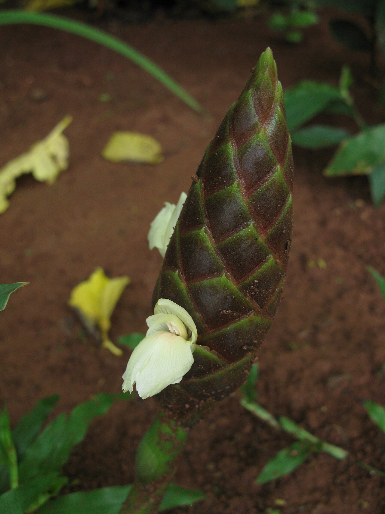 Zingiber purpureum