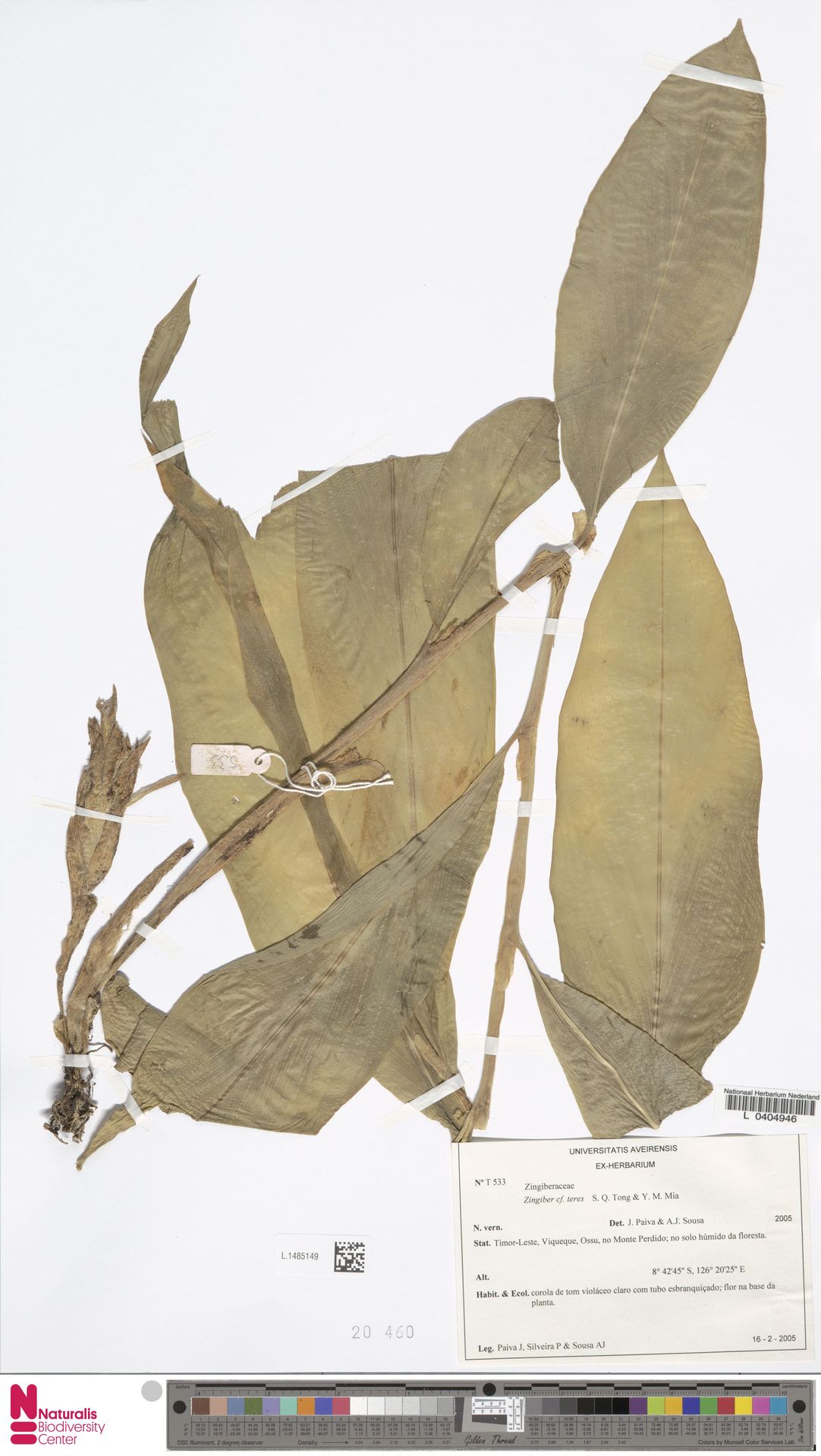 Zingiber smilesianum