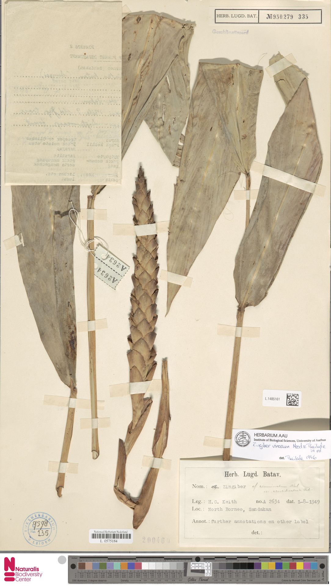 Zingiber vinosum