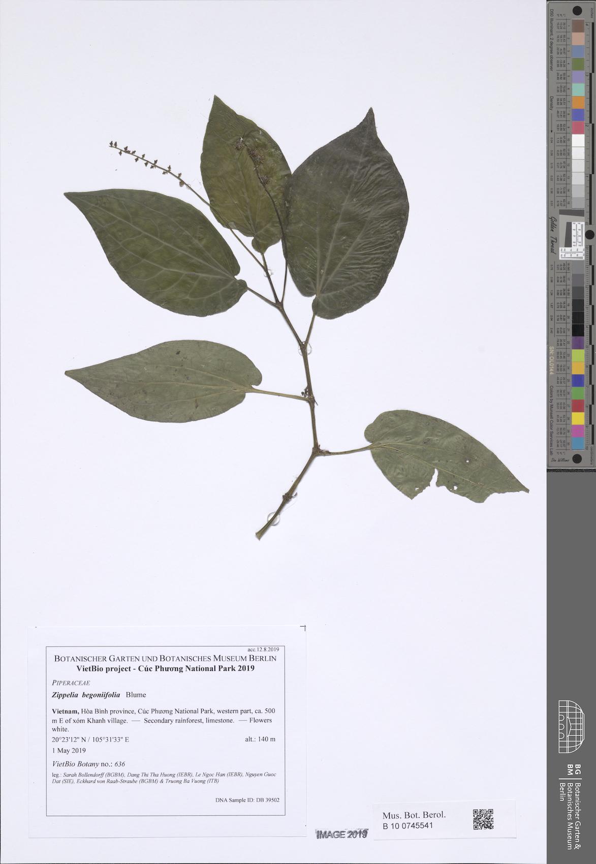 Zippelia begoniifolia
