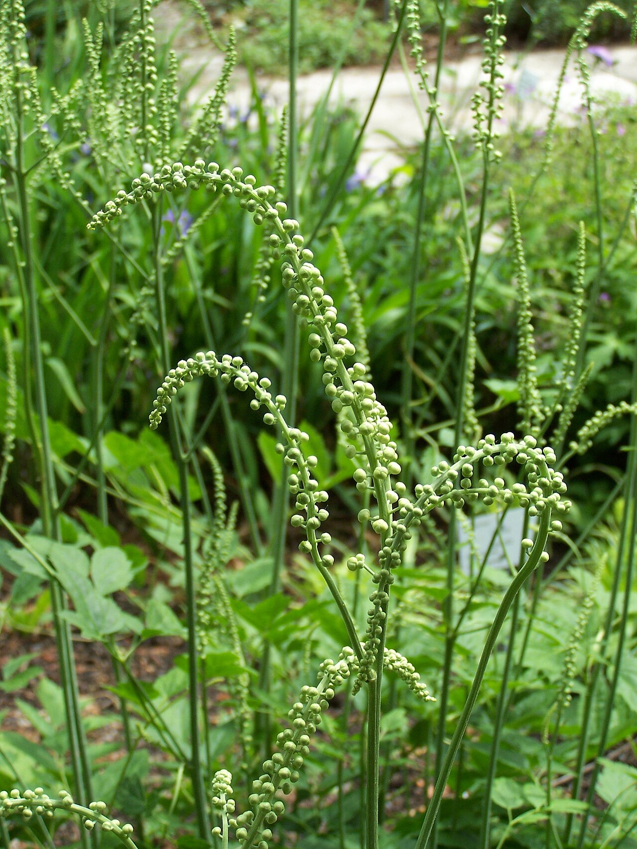 Black Cohosh