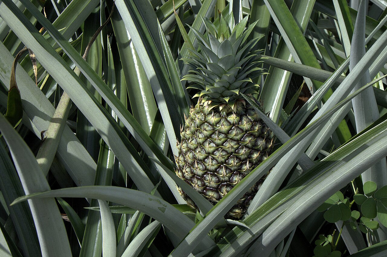 Bromelain