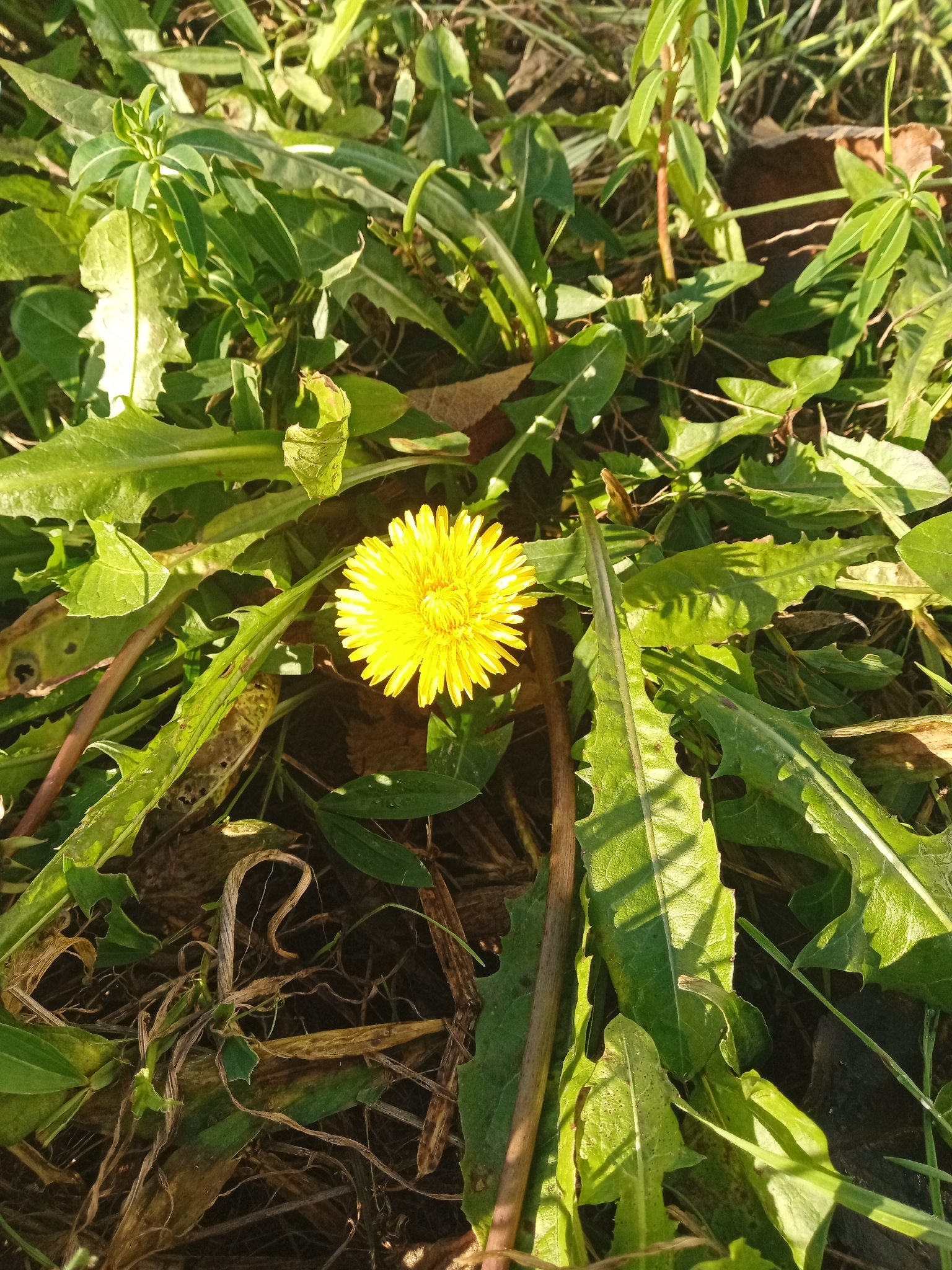 Dandelion