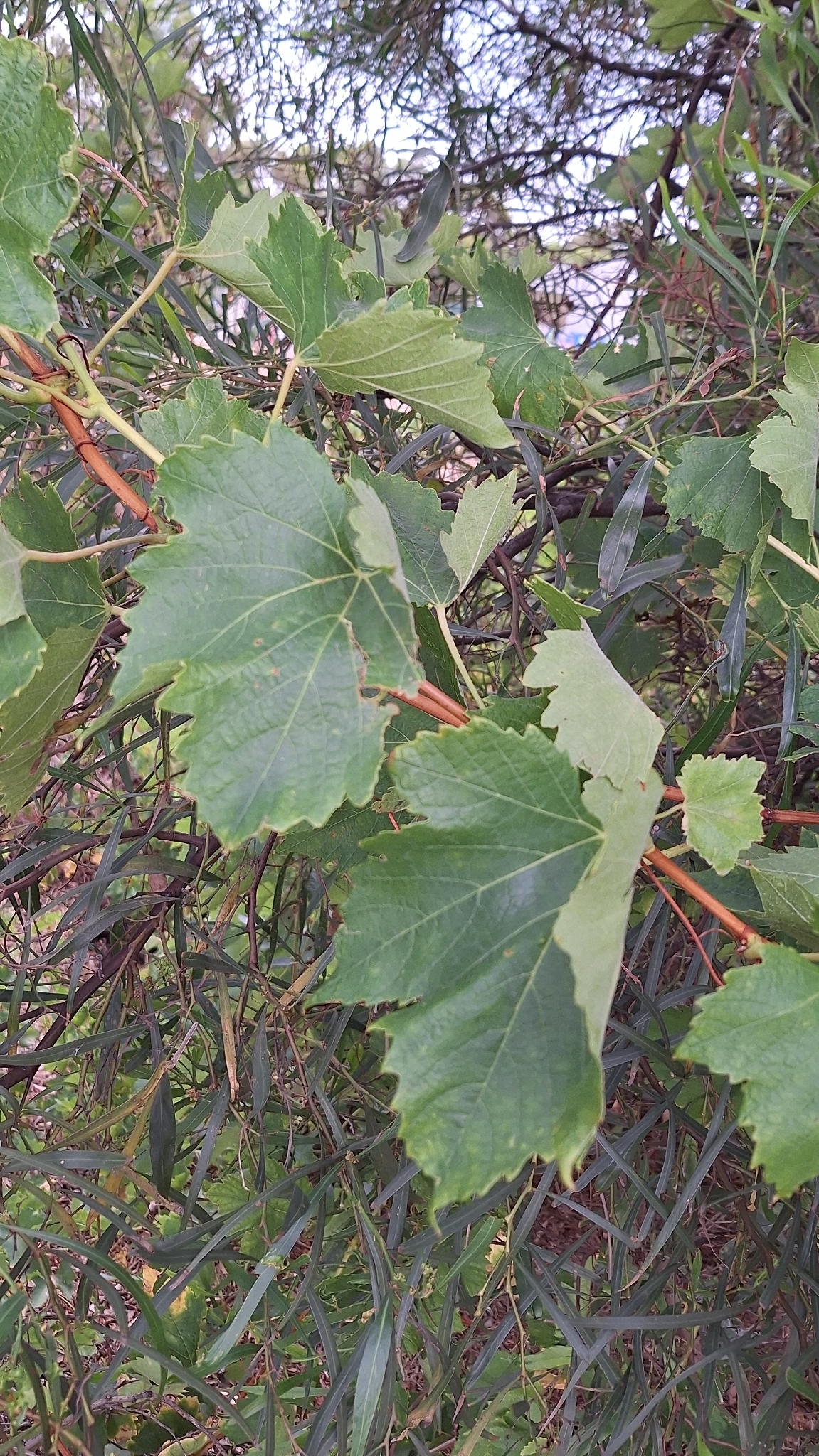 Grape Seed Extract